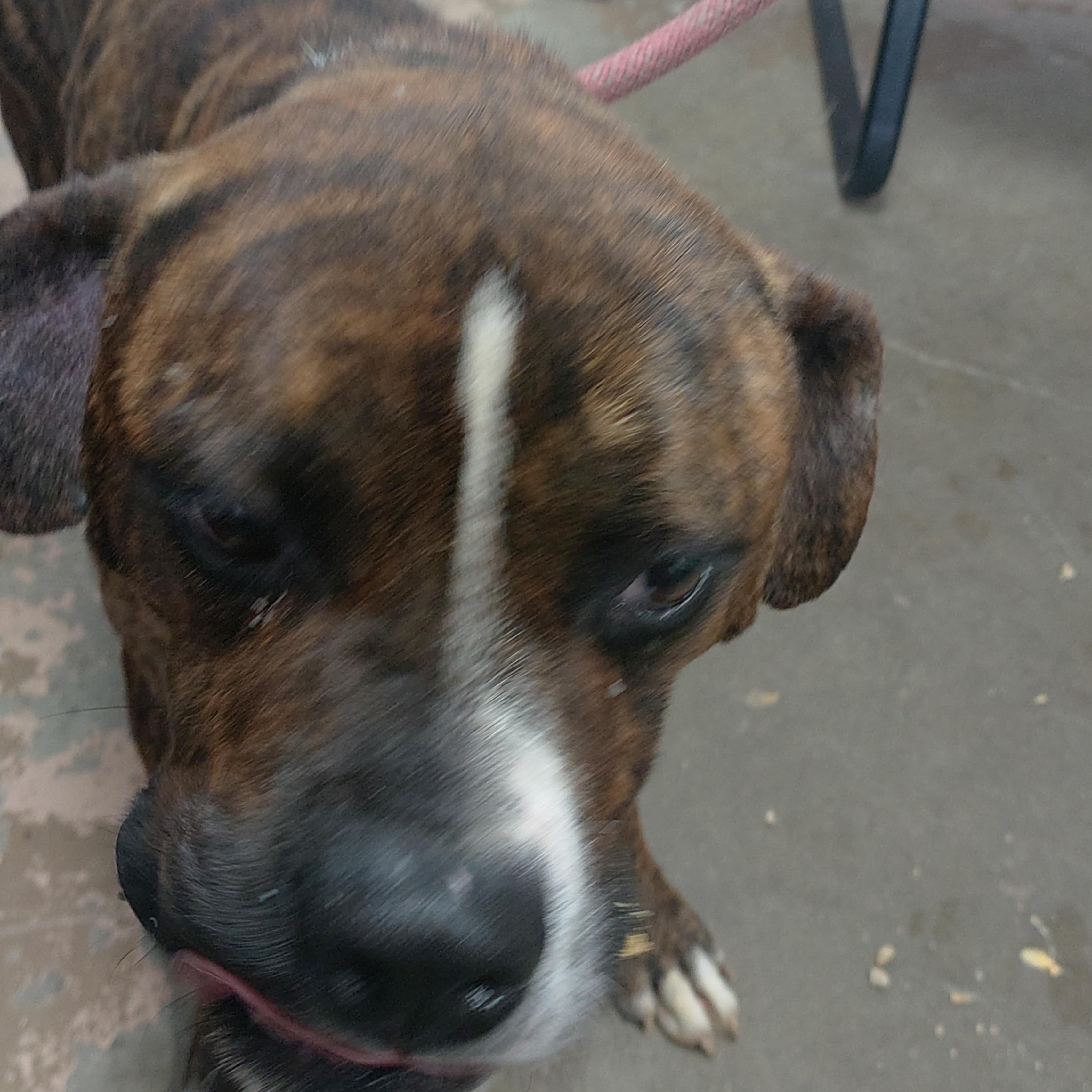 26-080, ADOPTABLE, Young Male Boxer & American Staffordshire Terrier.