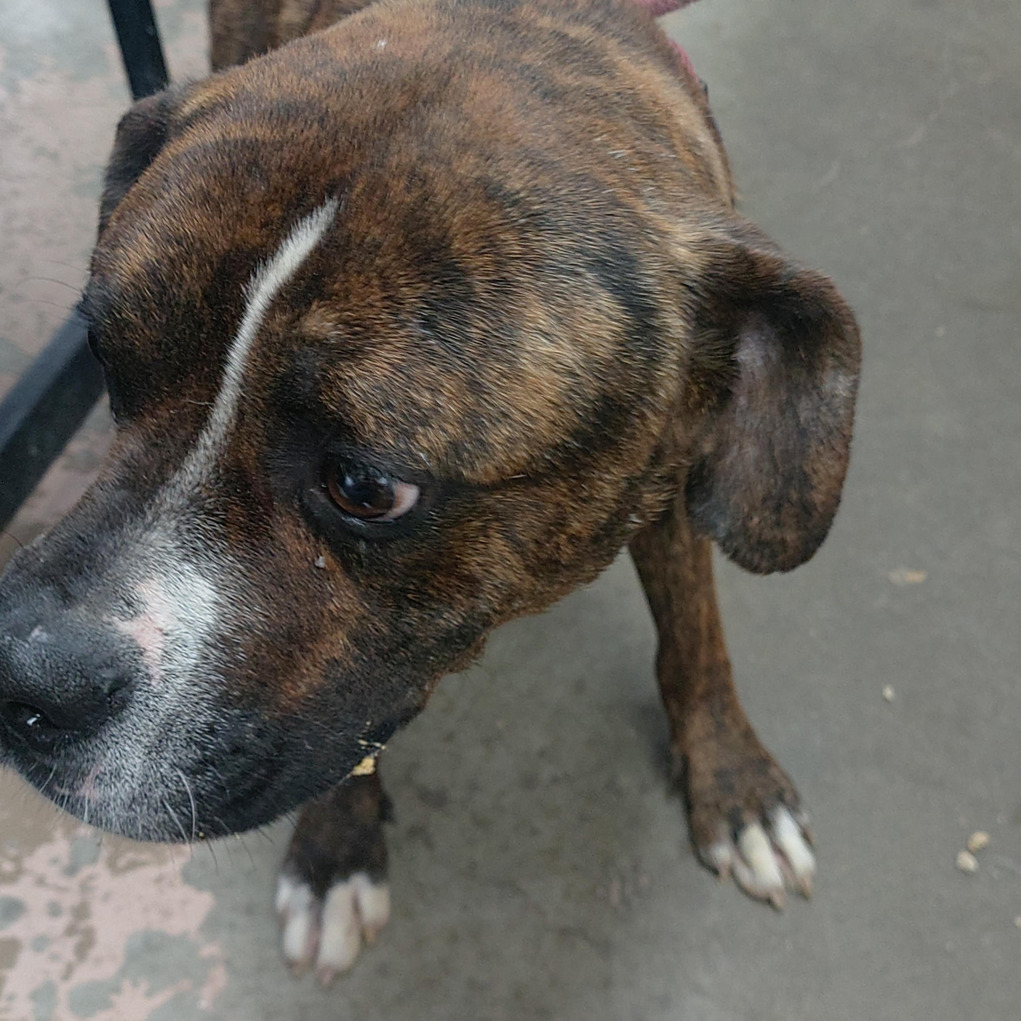 26-080, a ADOPTABLE mixed breed in Carrollton, OH image 2/4