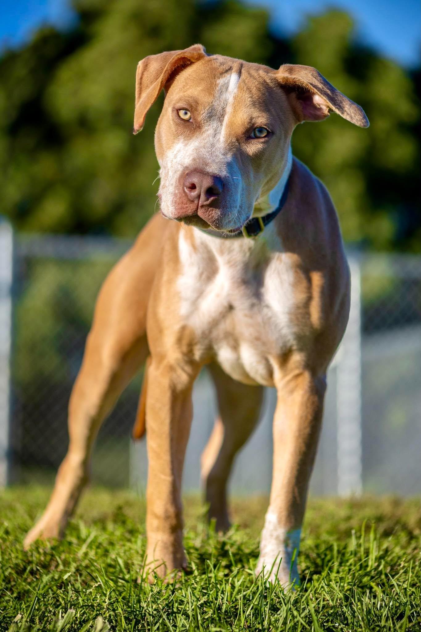 Enlarge Congo, a Adoptable mixed breed in Valparaiso, IN image 1/3
