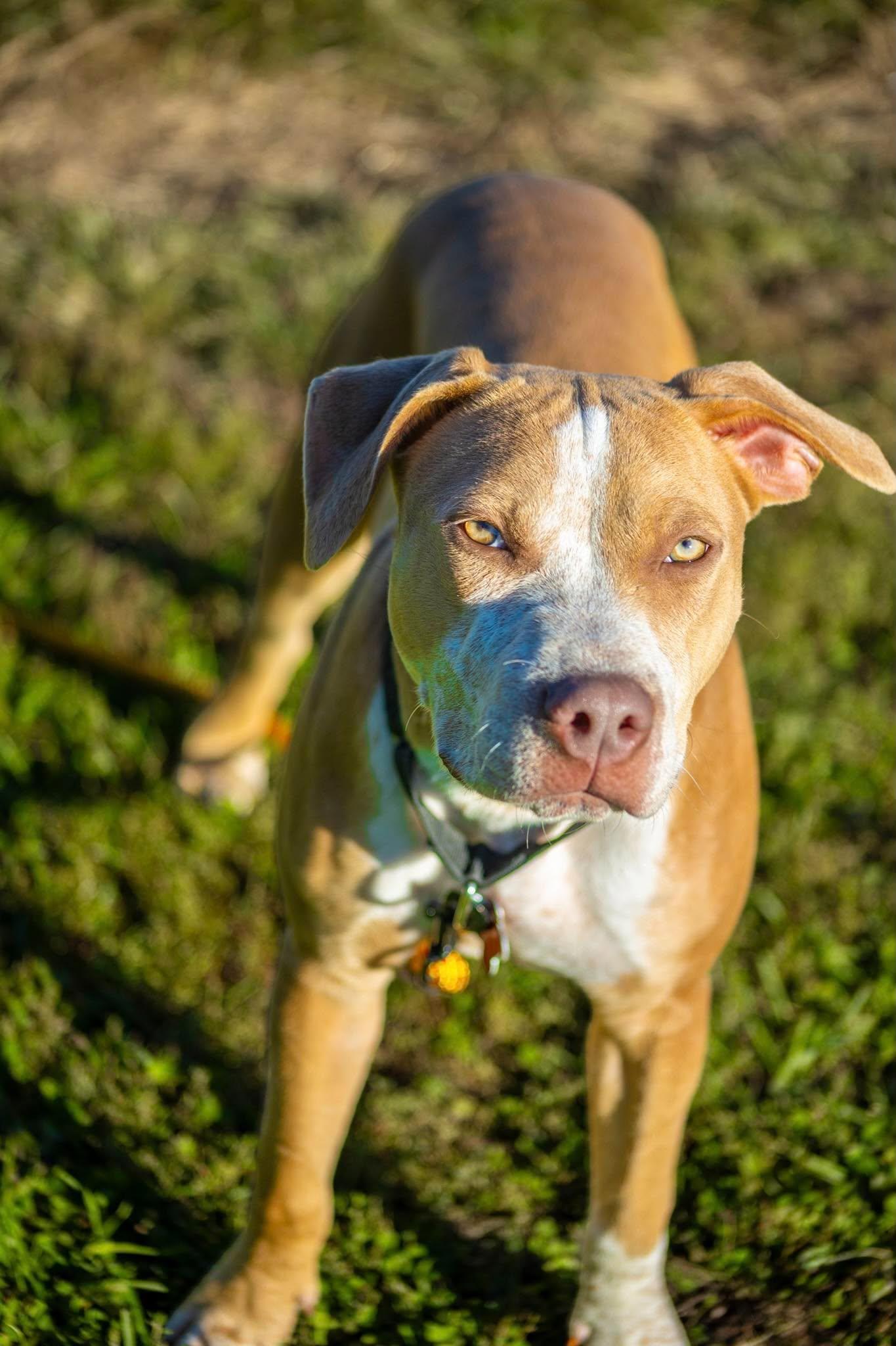 Enlarge Congo, a Adoptable mixed breed in Valparaiso, IN image 3/3
