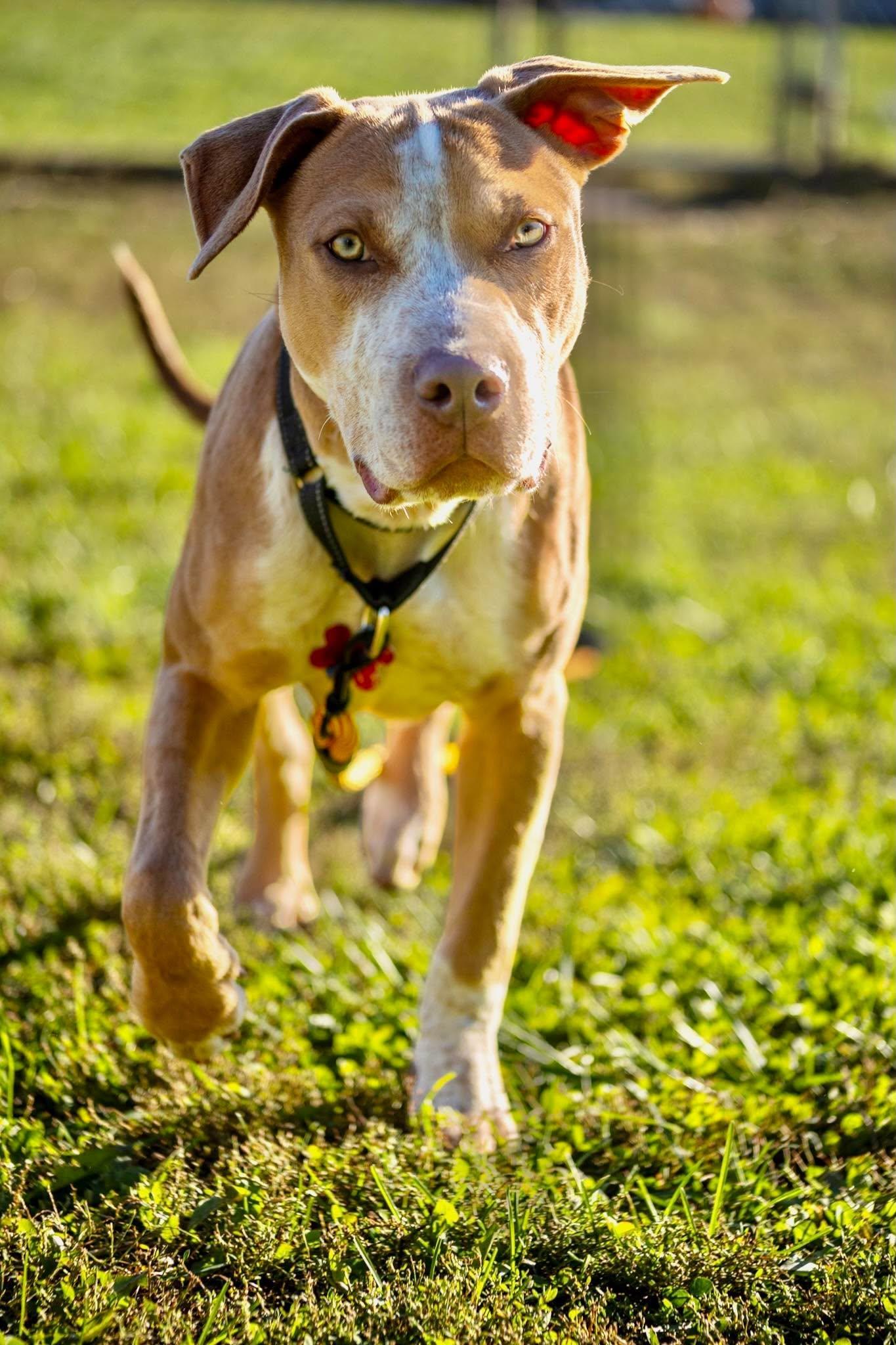 Enlarge Congo, a Adoptable mixed breed in Valparaiso, IN image 2/3