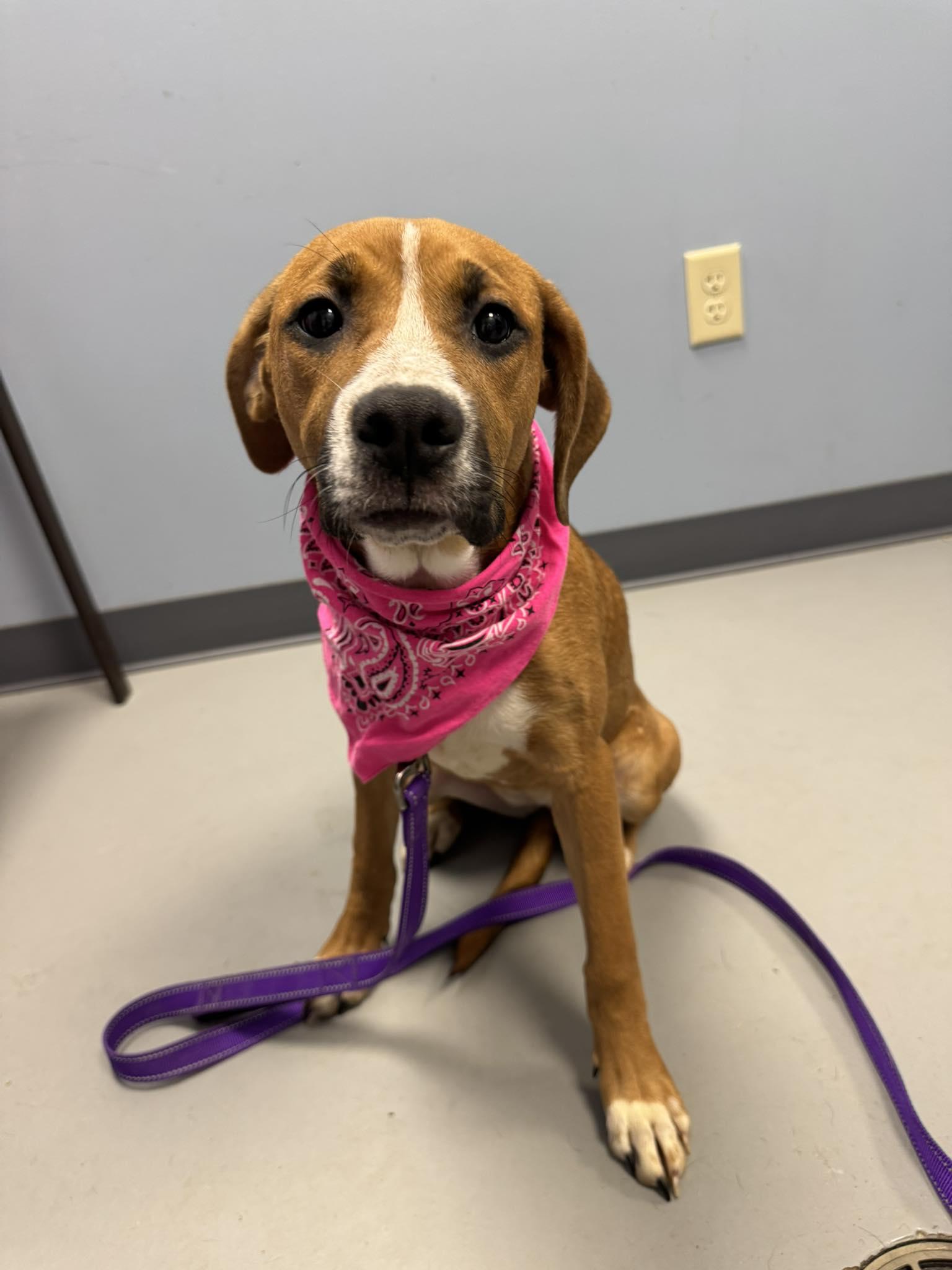 Joon , ADOPTABLE, Young Female Terrier.