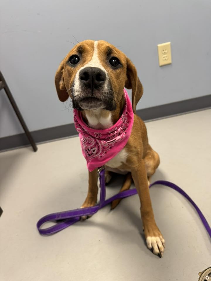 Enlarge Joon , a ADOPTABLE mixed breed in Zanesville, OH image 2/2