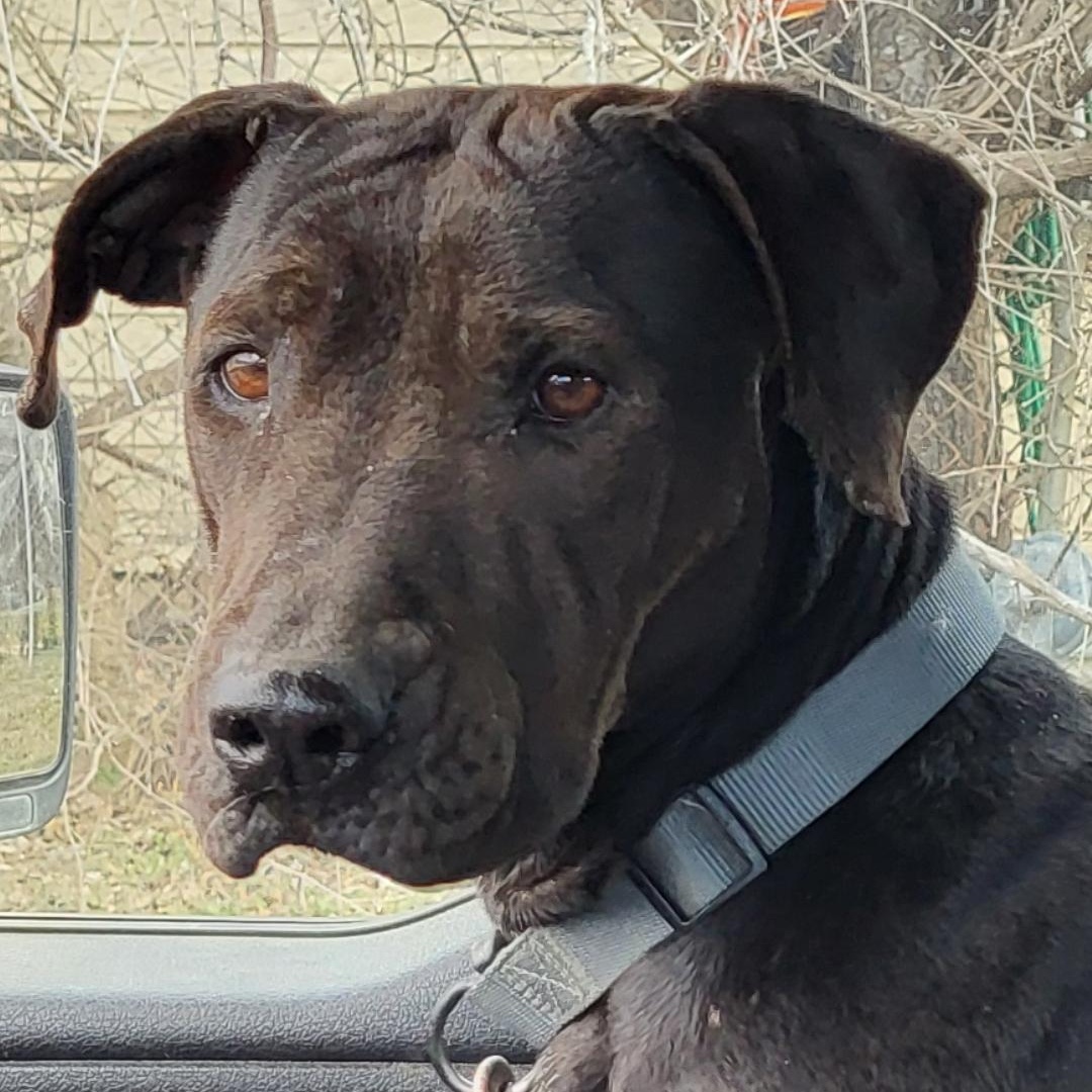 Maple, ADOPTABLE, Adult Female Pit Bull Terrier.