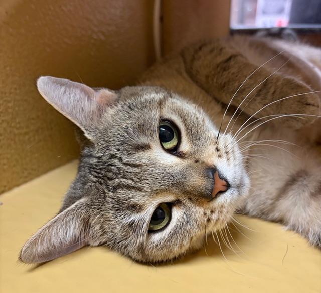 SNOWFLAKE. #2977, adopted, Adult Female Domestic Short Hair & Tabby.