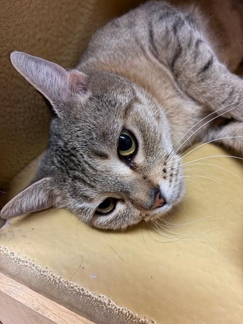 SNOWFLAKE. #2977, an adopted mixed breed in Waldorf, MD image 3/3