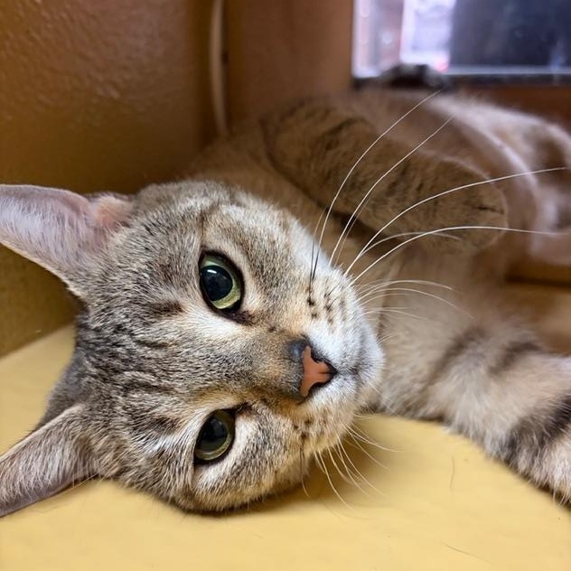 SNOWFLAKE. #2977, an adopted mixed breed in Waldorf, MD image 2/3