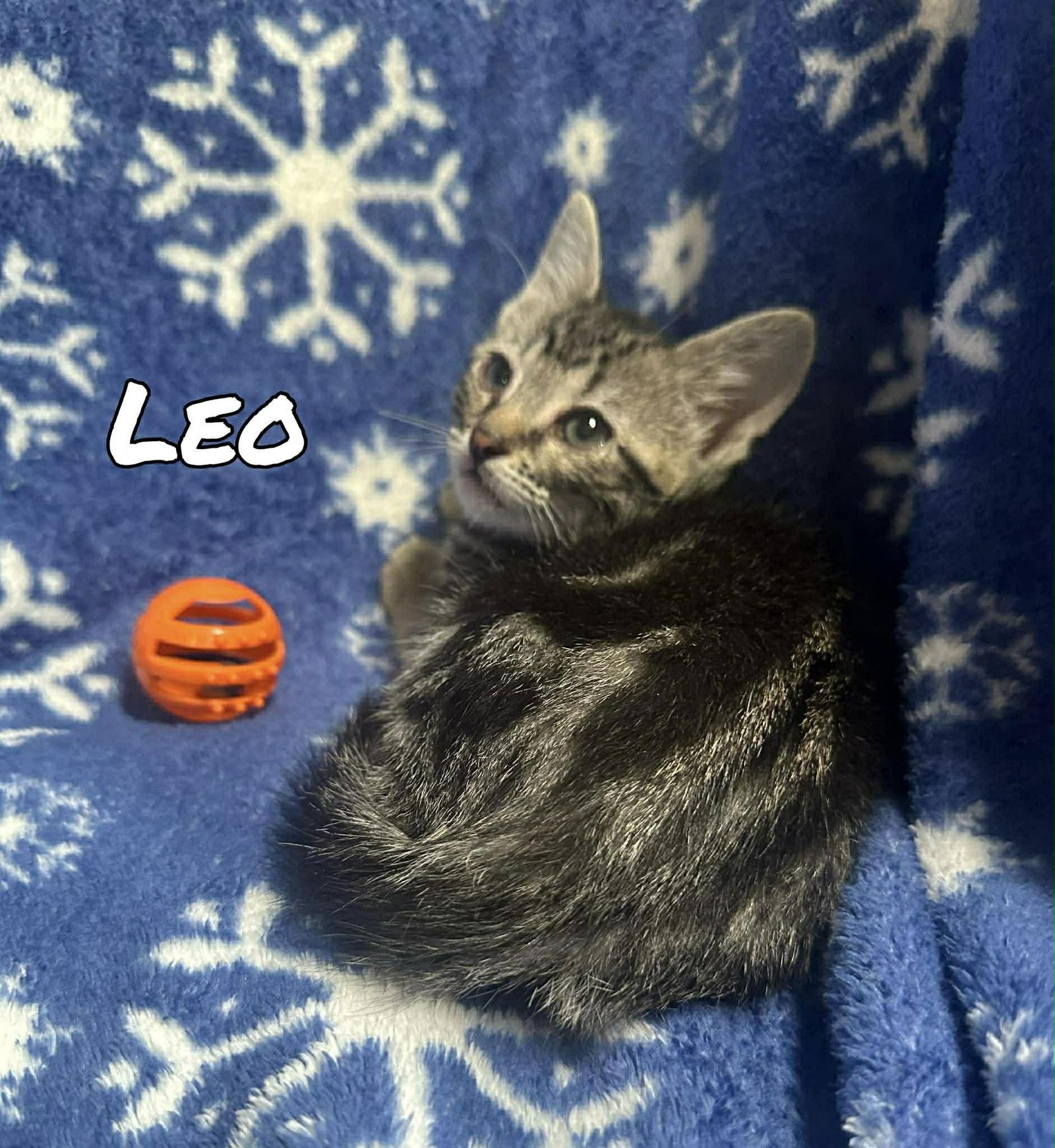 Leo, Adoptable, Young Male Domestic Short Hair & Tabby.
