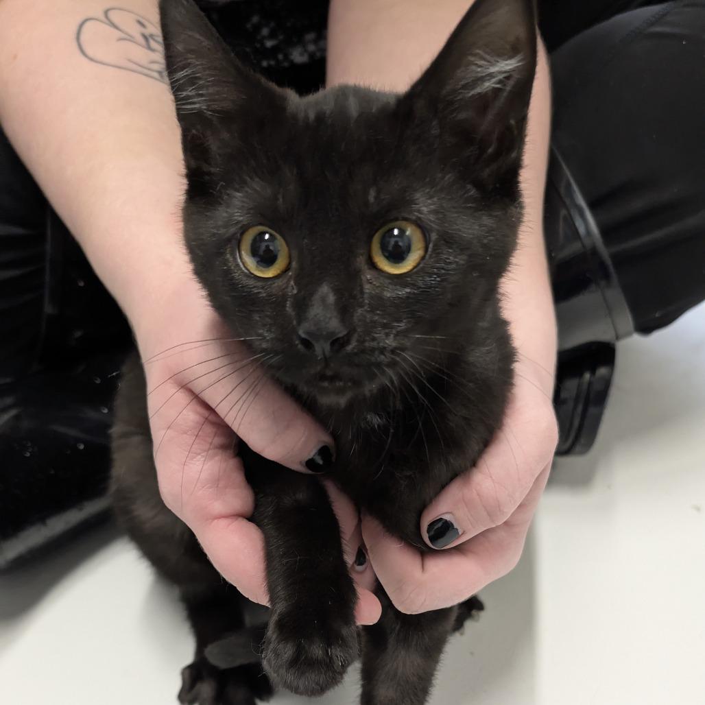 Hogan, Adoptable, Young Female Domestic Short Hair.