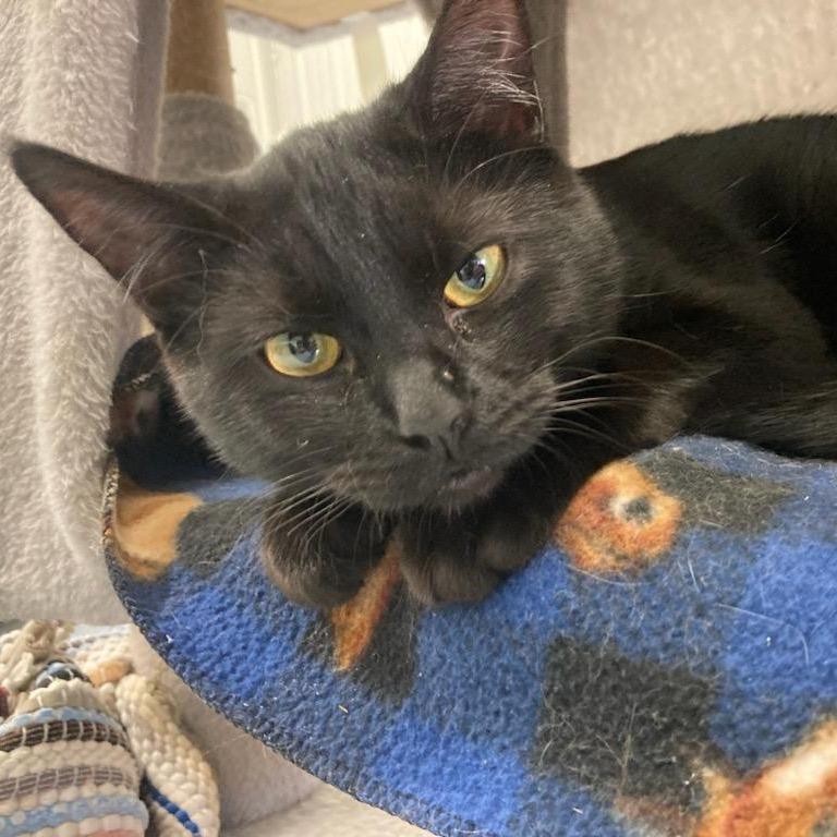 Enlarge Hogan, a Adoptable Domestic Short Hair in Buffalo, WY image 2/2