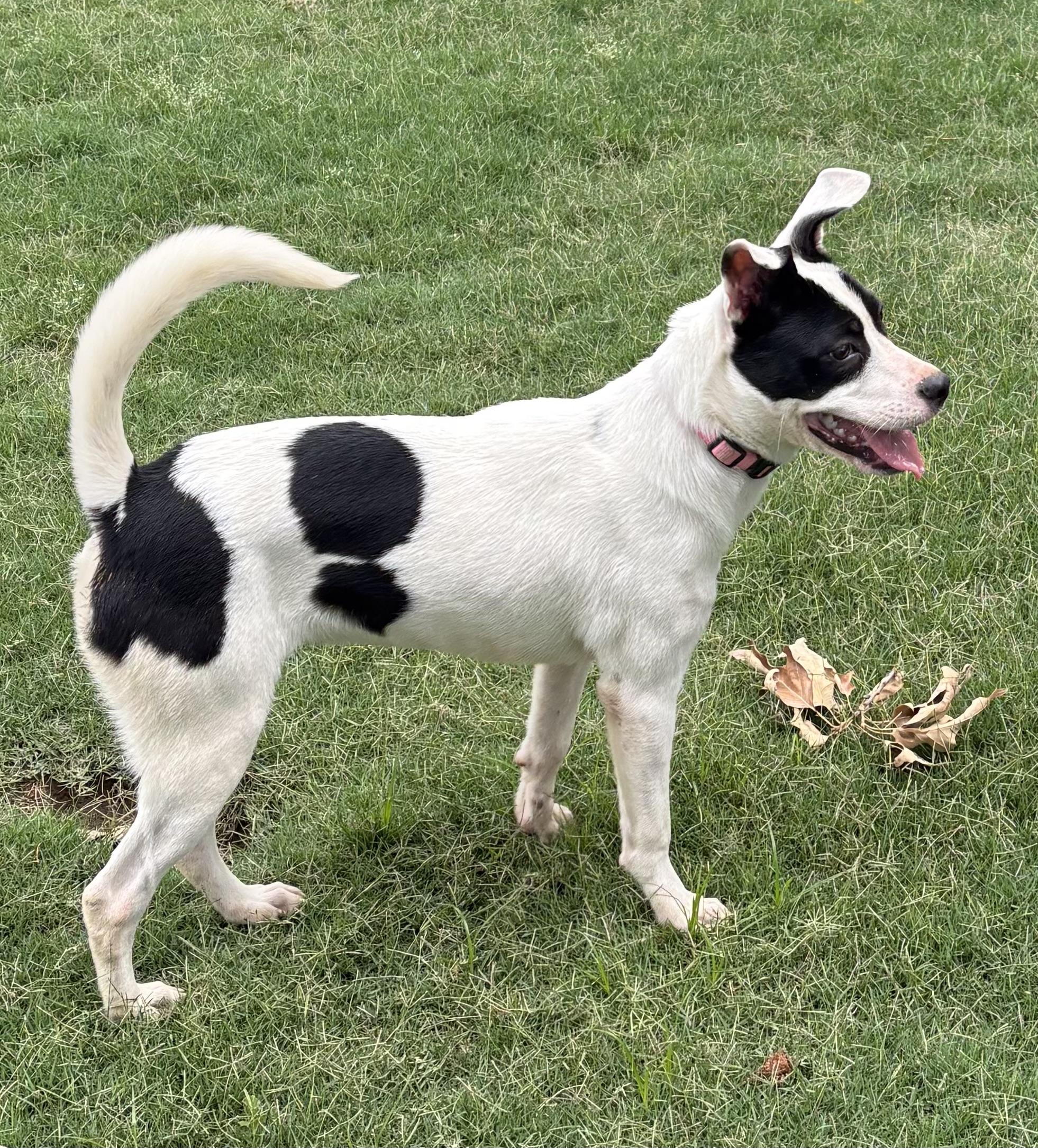 Morgan, a Adoptable mixed breed in West Greenwich , RI image 3/3