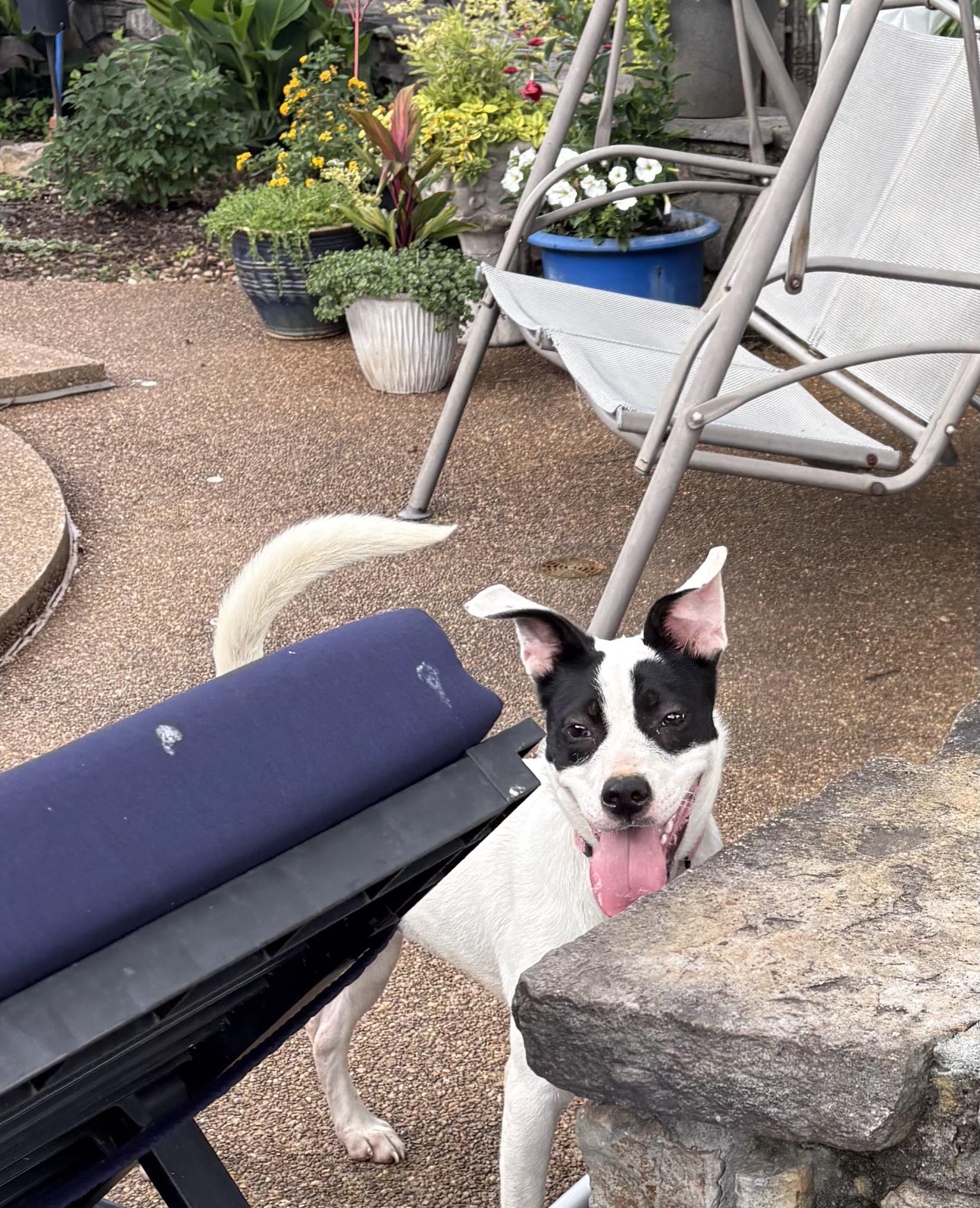 Morgan, a Adoptable mixed breed in West Greenwich , RI image 2/3
