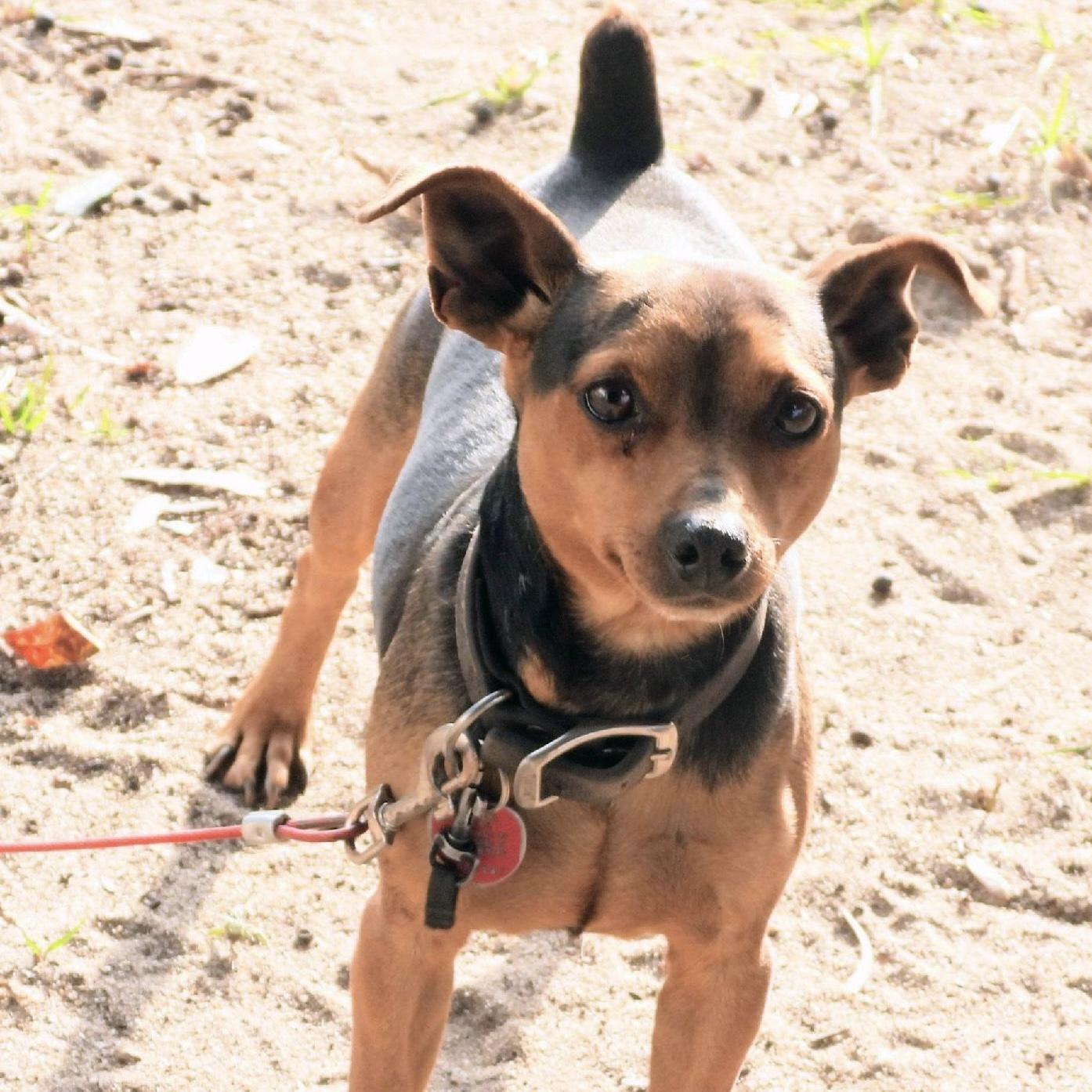 Enlarge Rocco, a Adoptable mixed breed in Stowe, VT image 5/6