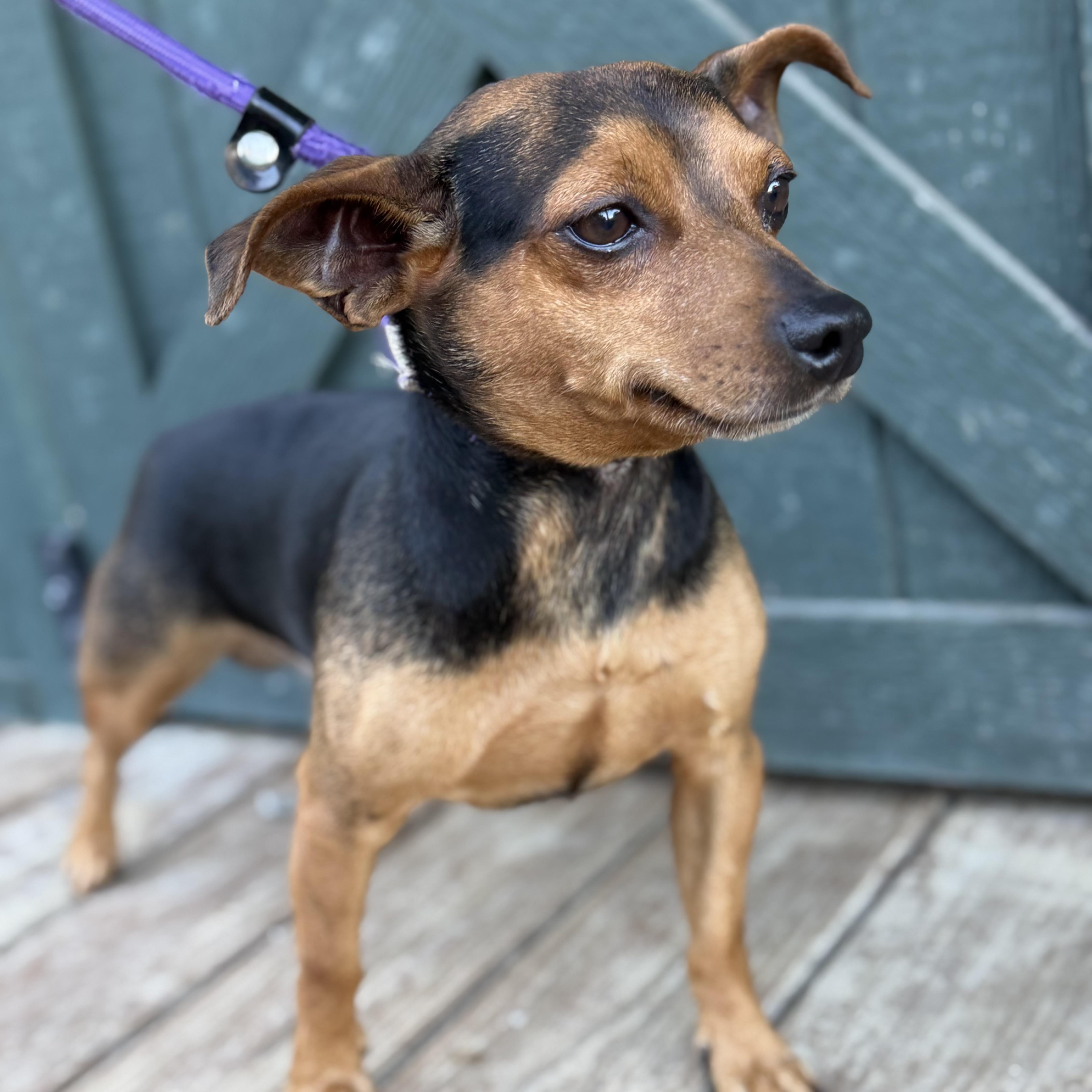 Enlarge Rocco, a Adoptable mixed breed in Stowe, VT image 2/6