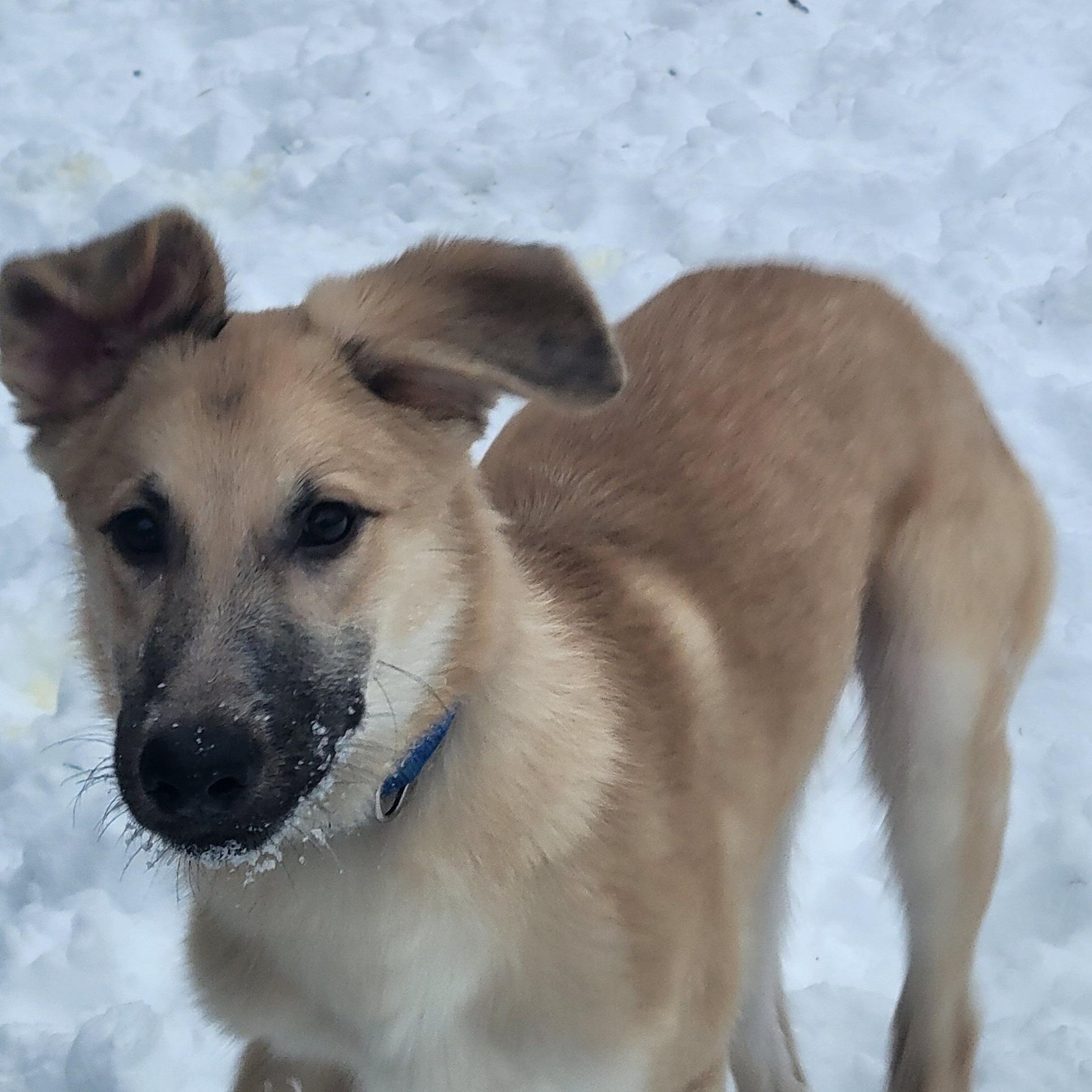 Enlarge Dukie, a ADOPTABLE mixed breed in Racine, WI image 1/3