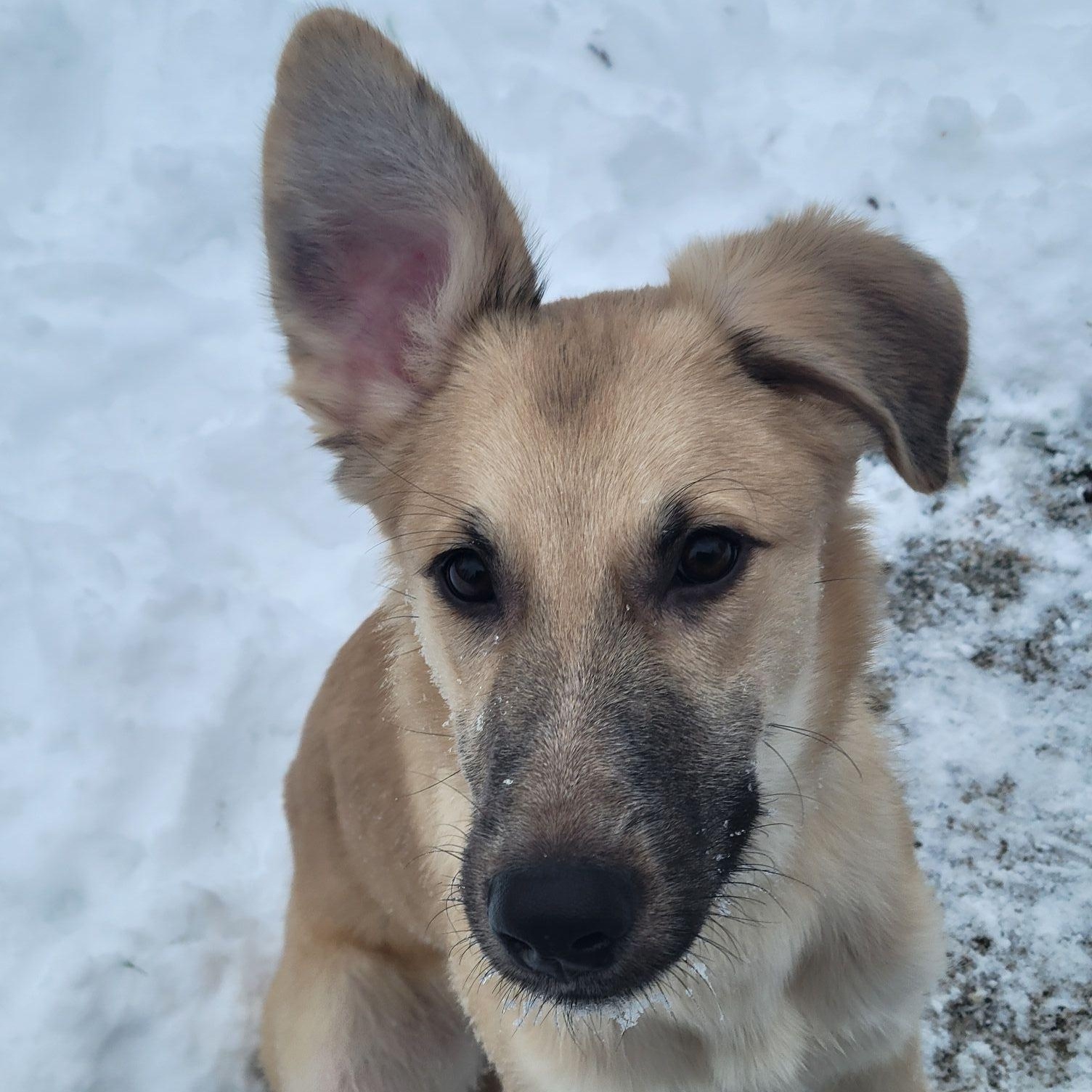Enlarge Dukie, a ADOPTABLE mixed breed in Racine, WI image 2/3