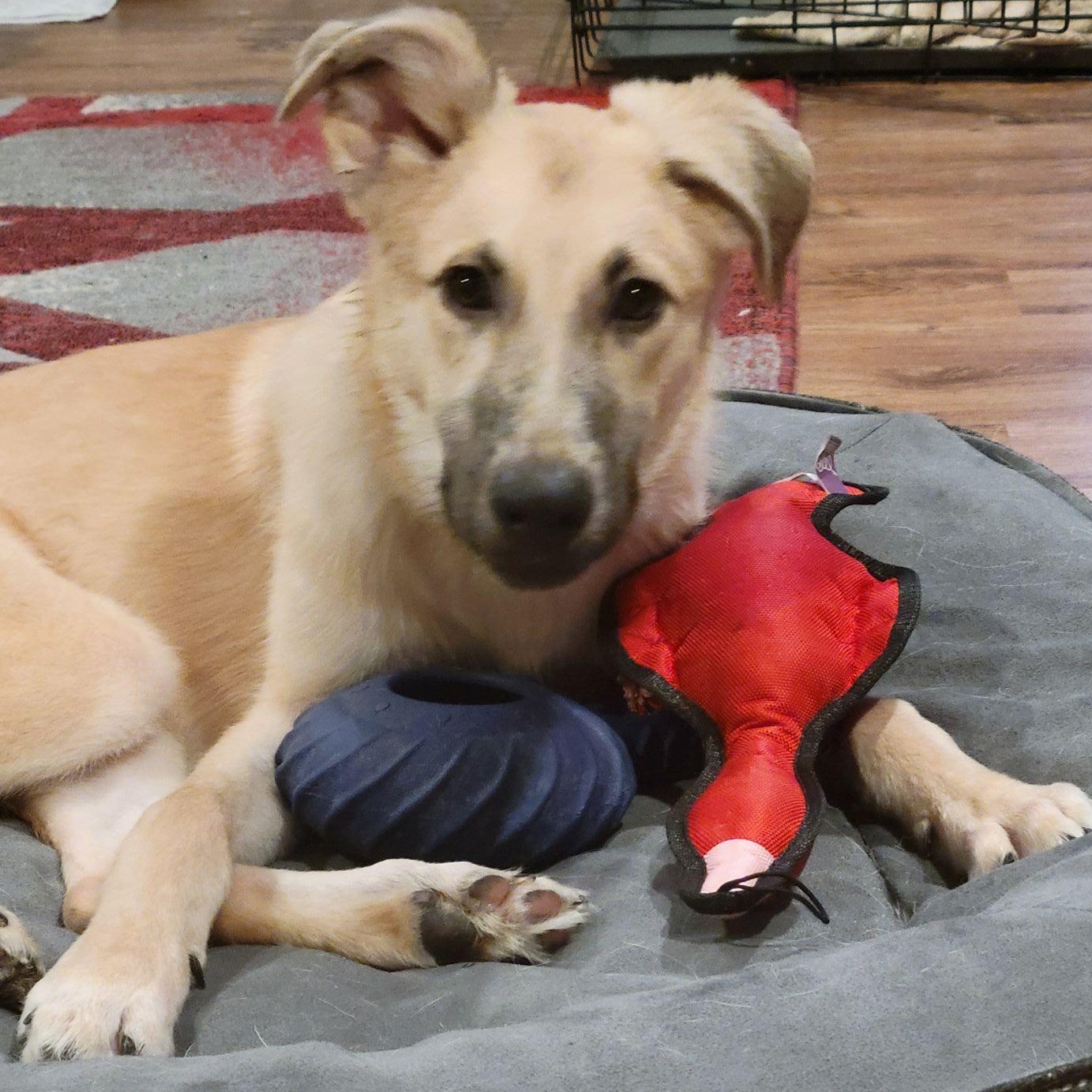 Enlarge Dukie, a ADOPTABLE mixed breed in Racine, WI image 3/3