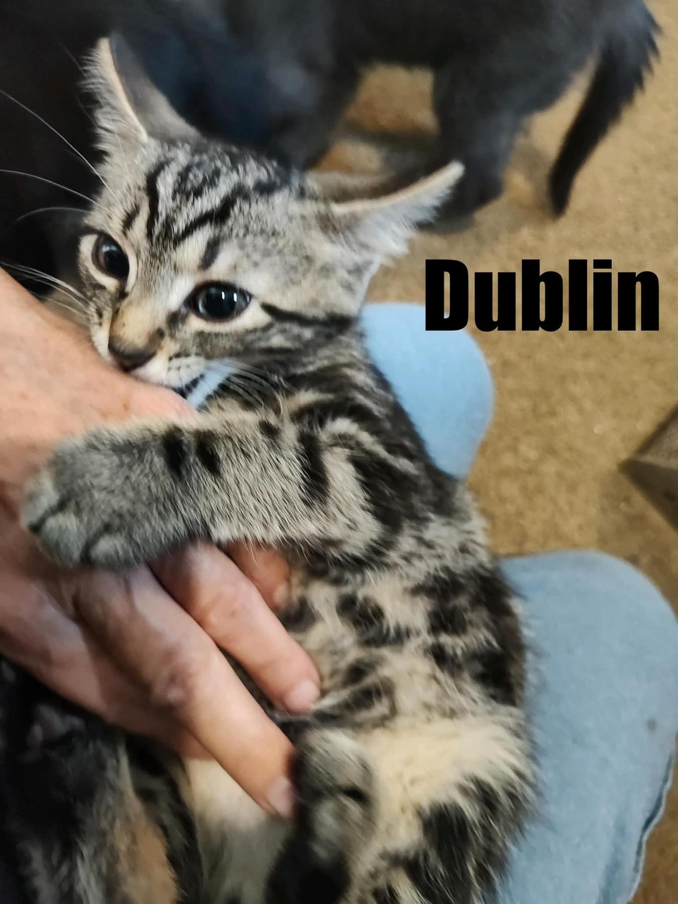 Dublin, an adopted Domestic Short Hair in Acushnet, MA_image-1