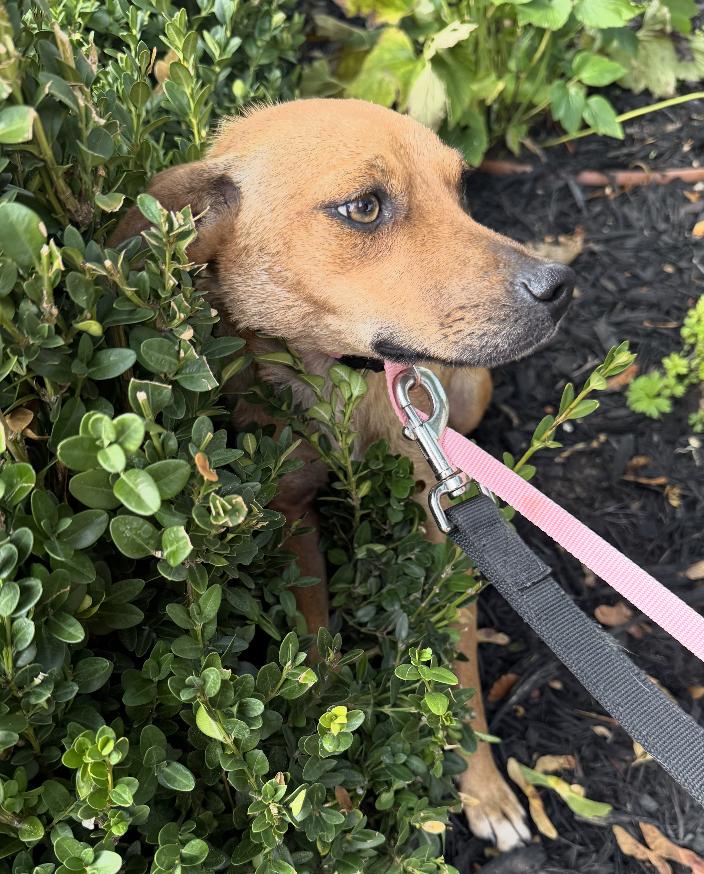 Penny, Adopted, Young Female Labrador Retriever & Chihuahua.