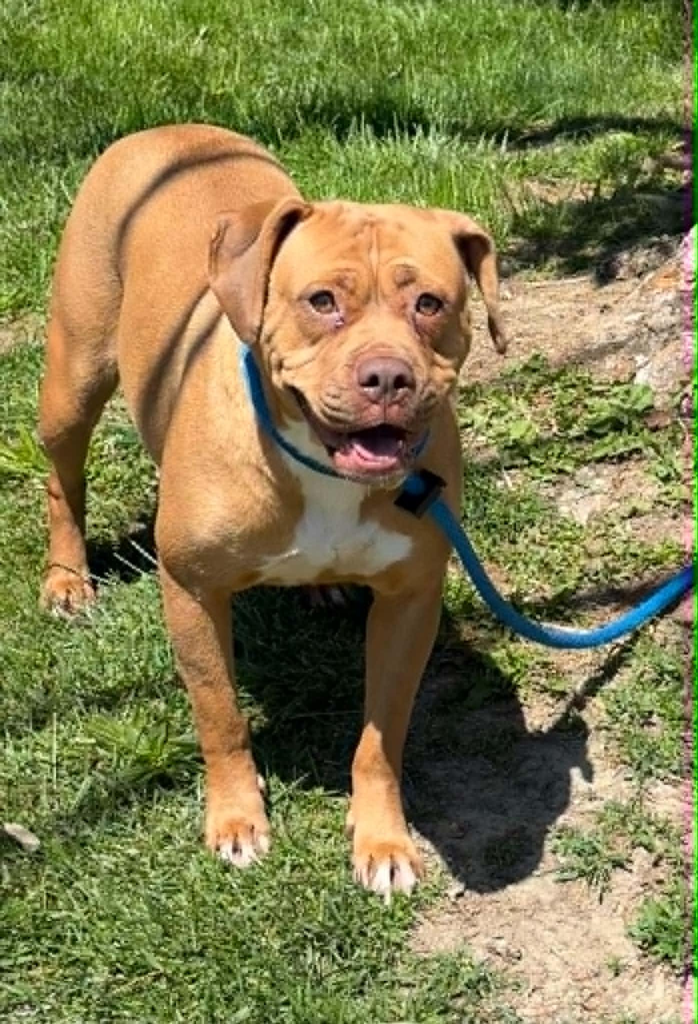 Enlarge Peach (in foster home), a ADOPTABLE mixed breed in Springfield, IL image 2/2