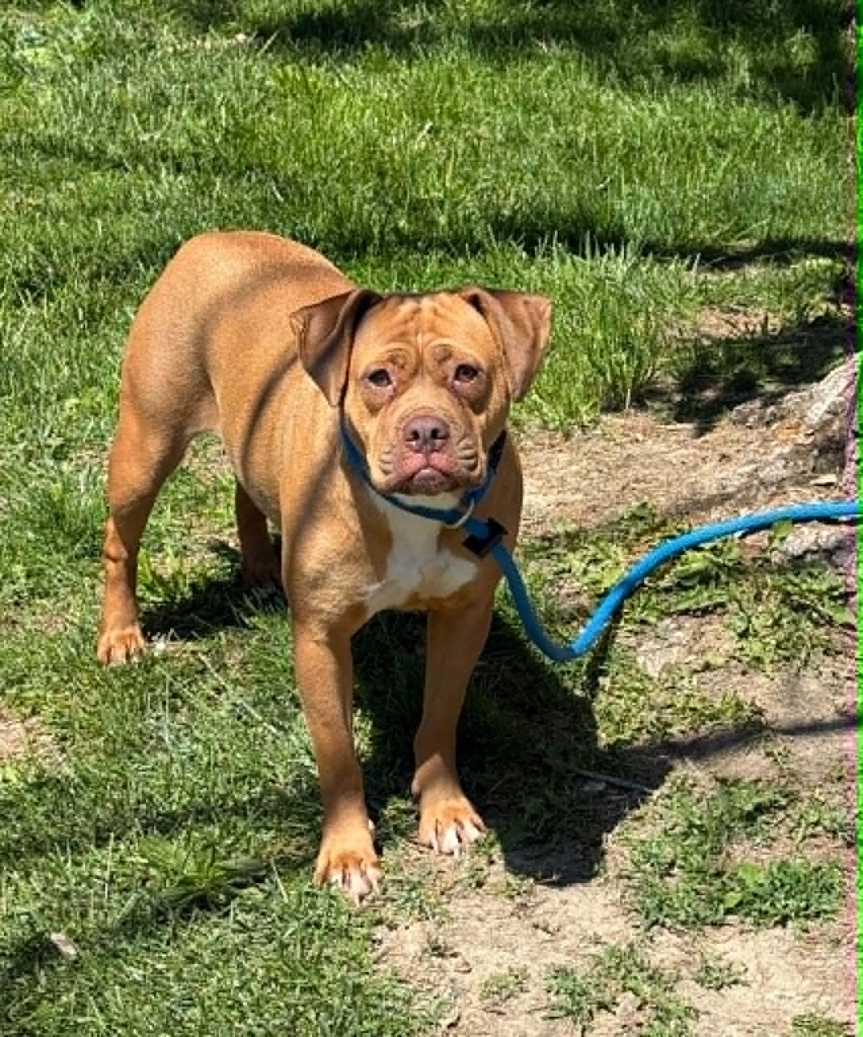 Peach (in foster home), ADOPTABLE, Adult Female Pit Bull Terrier & Boxer.