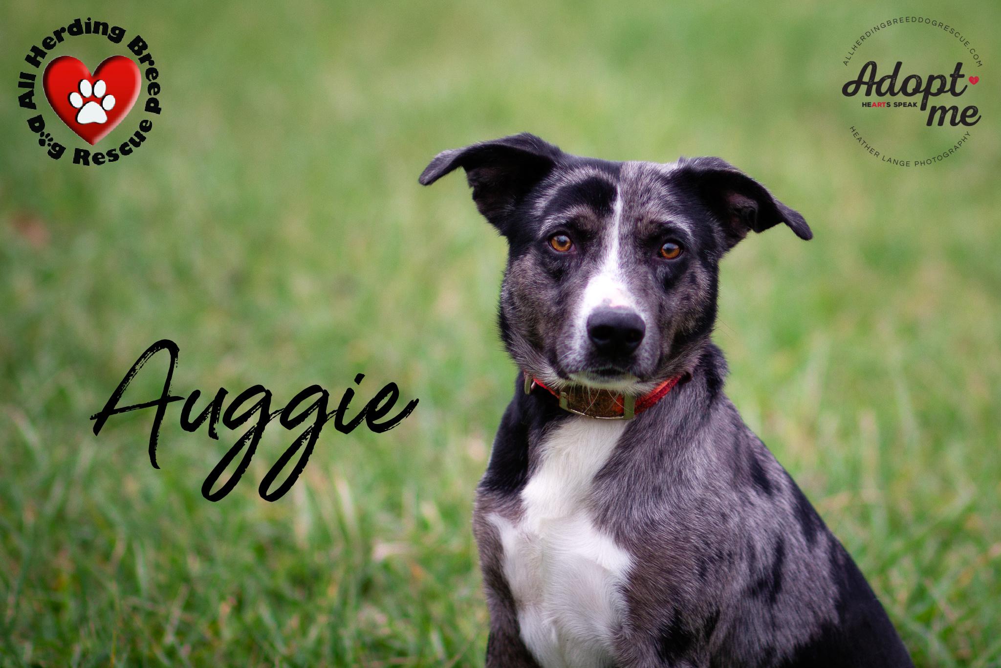 Auggie, a Adoptable mixed breed in Joliet, IL image 2/5