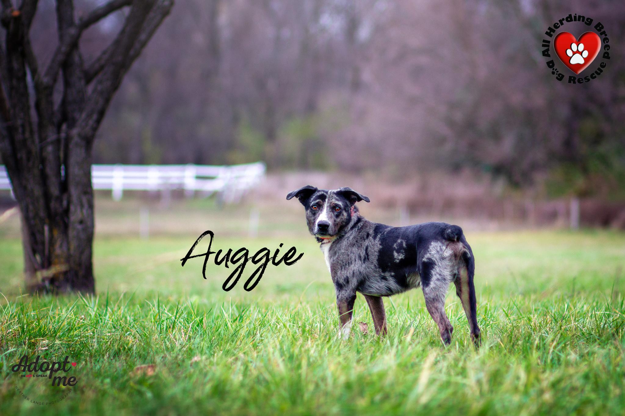 Auggie, a Adoptable mixed breed in Joliet, IL image 3/5