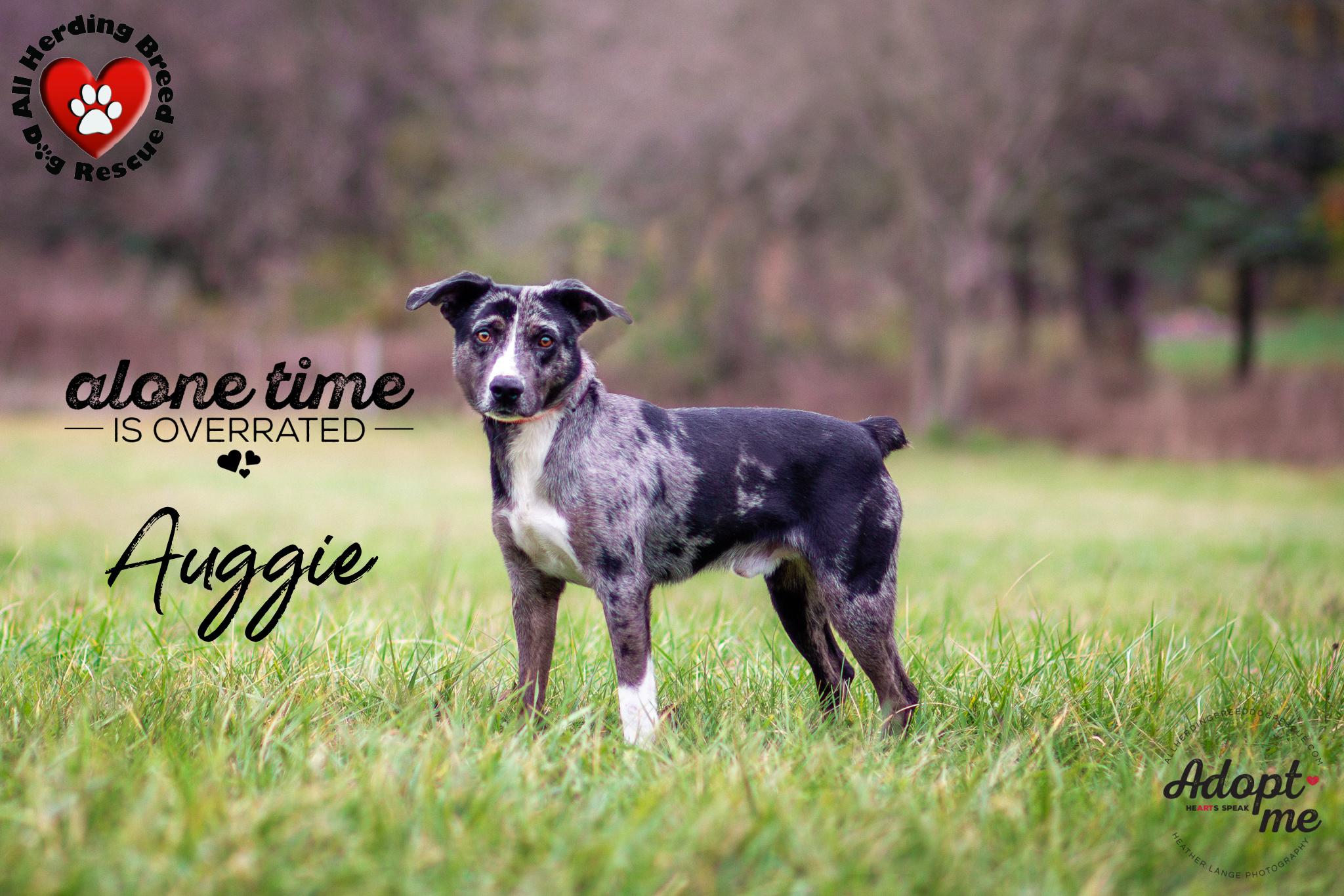 Auggie, a Adoptable mixed breed in Joliet, IL image 5/5