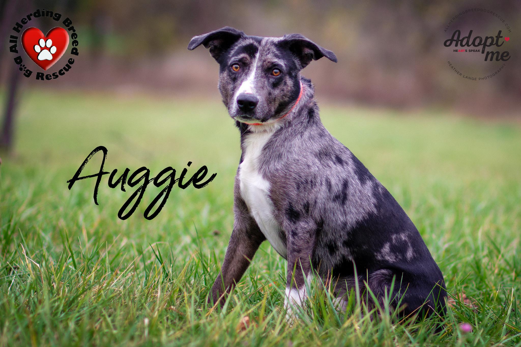 Auggie, a Adoptable mixed breed in Joliet, IL image 1/5