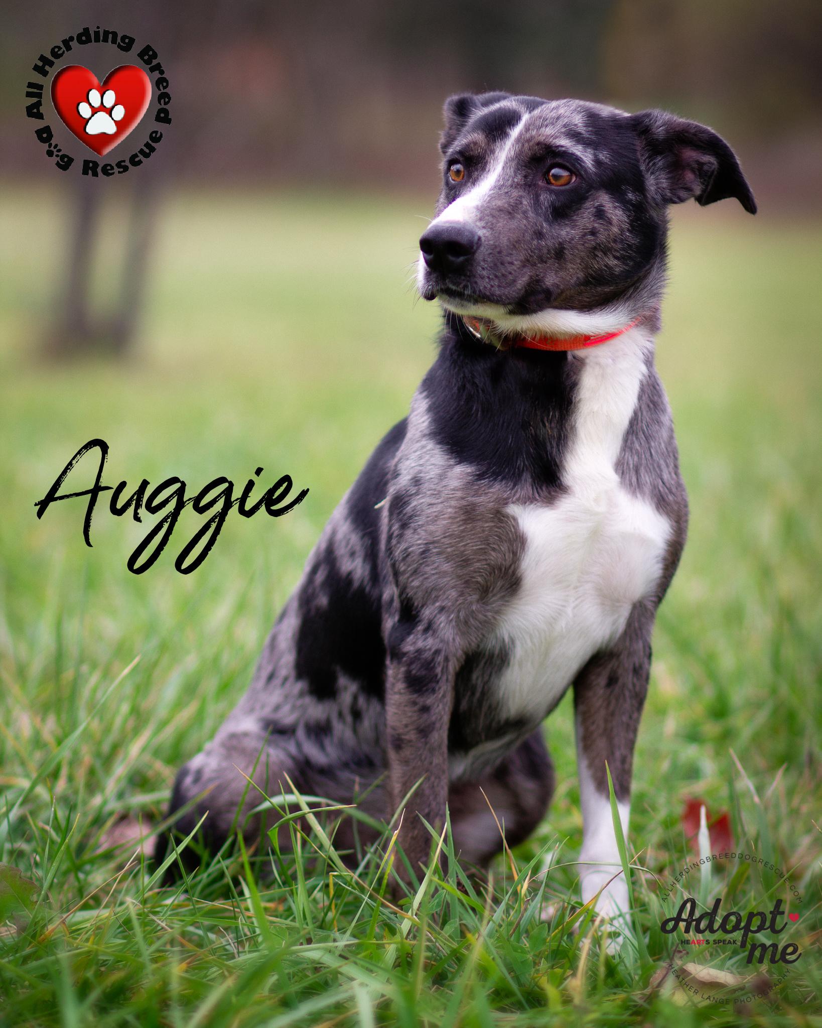 Auggie, a Adoptable mixed breed in Joliet, IL image 4/5