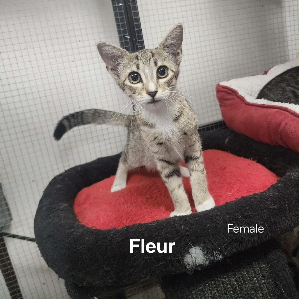 Fleur, Adoptable, Kitten Female American Shorthair.