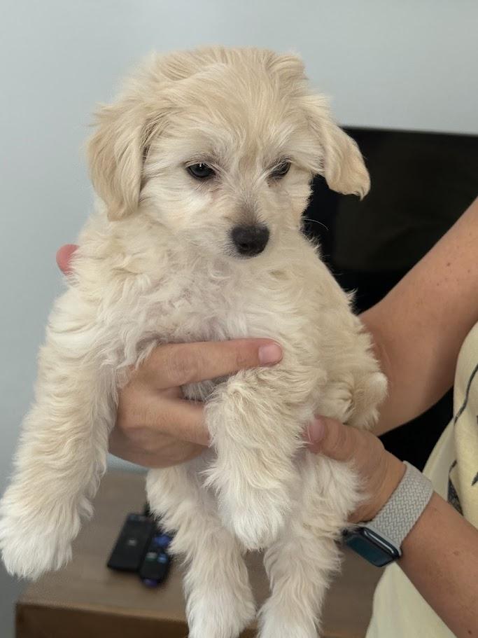 Mia, adopted, Puppy Female Bichon Frise & Goldendoodle.