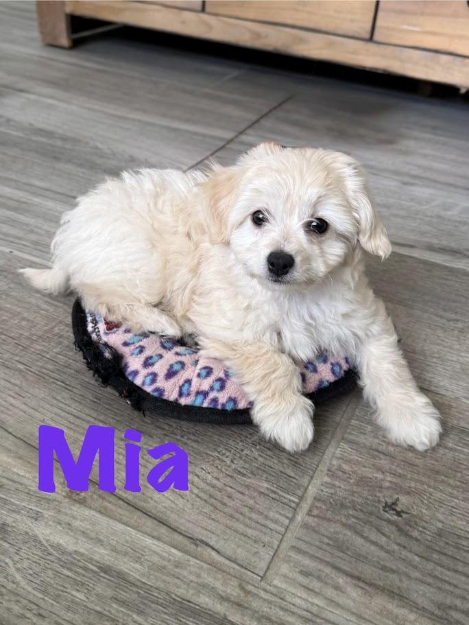 Enlarge Mia, an adopted mixed breed in Bradenton, FL image 2/5