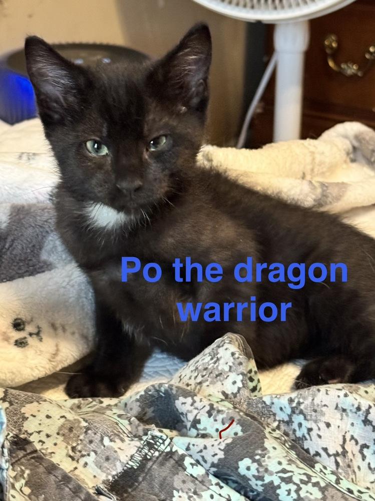Enlarge Po, a Adoptable mixed breed in Plumerville, AR image 1/1