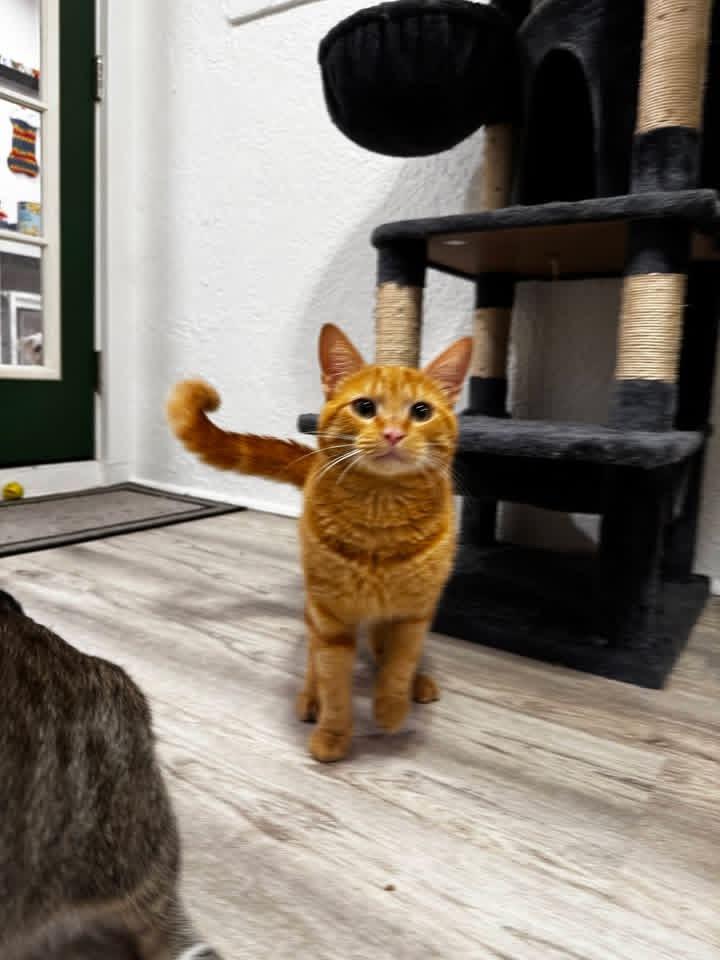 Morris, a Adoptable Domestic Short Hair in Maitland, FL image 2/5