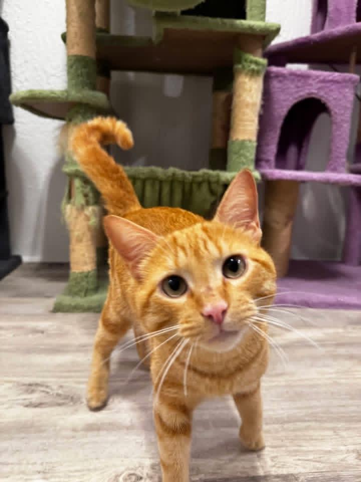 Morris, a Adoptable Domestic Short Hair in Maitland, FL image 1/5
