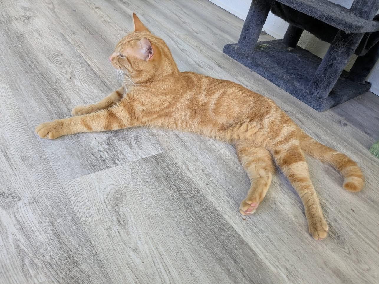 Morris, a Adoptable Domestic Short Hair in Maitland, FL image 4/5