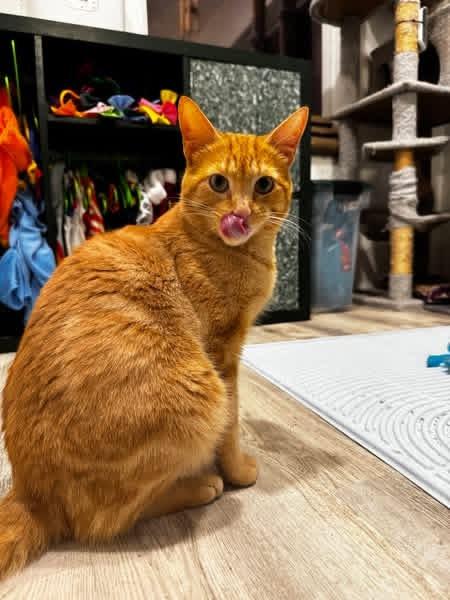 Morris, a Adoptable Domestic Short Hair in Maitland, FL image 3/5