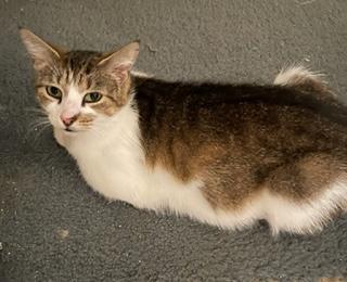 Sassy, a Adoptable Domestic Short Hair in Plymouth , NH image 2/6