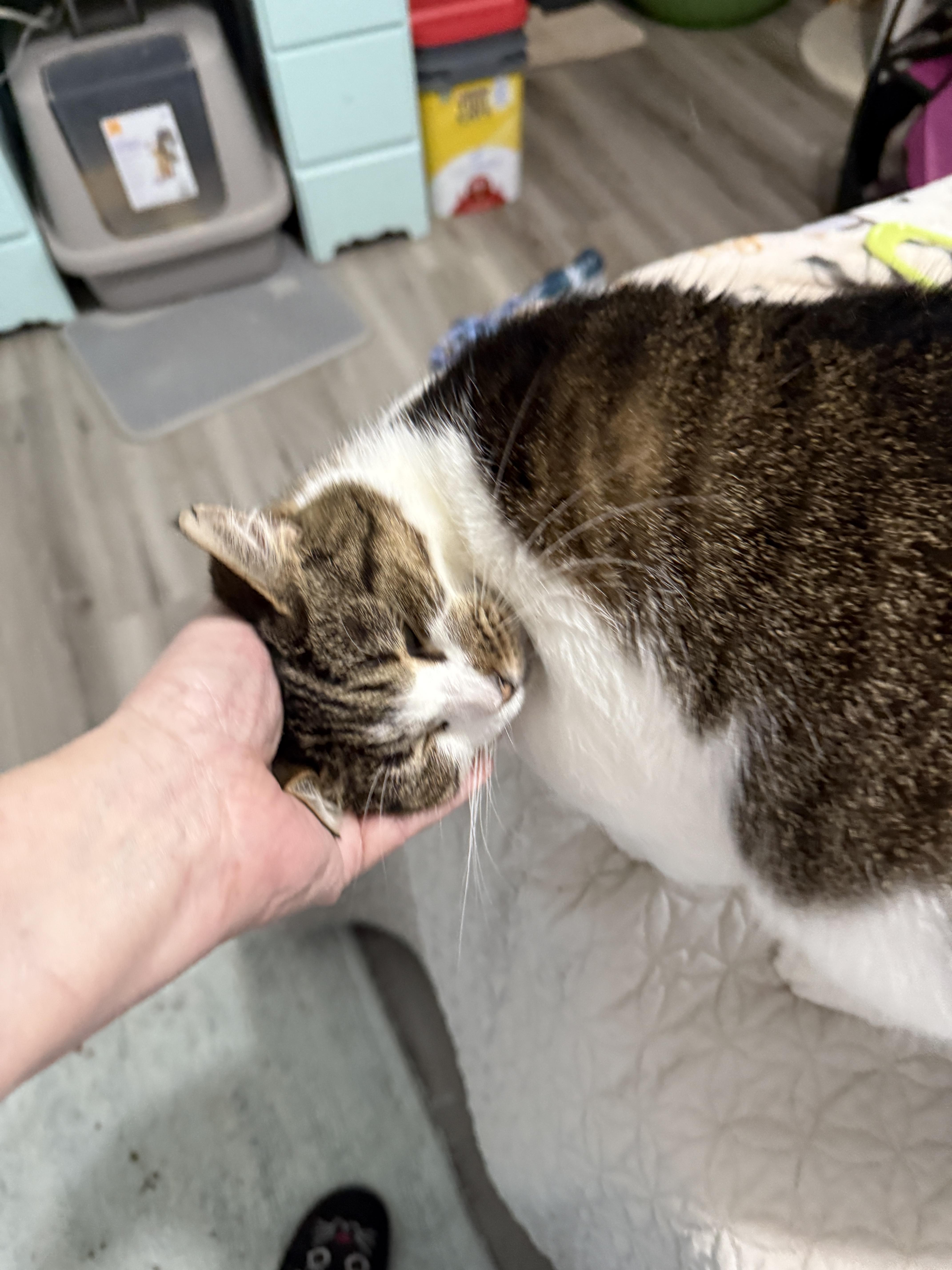 Sassy, a Adoptable Domestic Short Hair in Plymouth , NH image 3/6