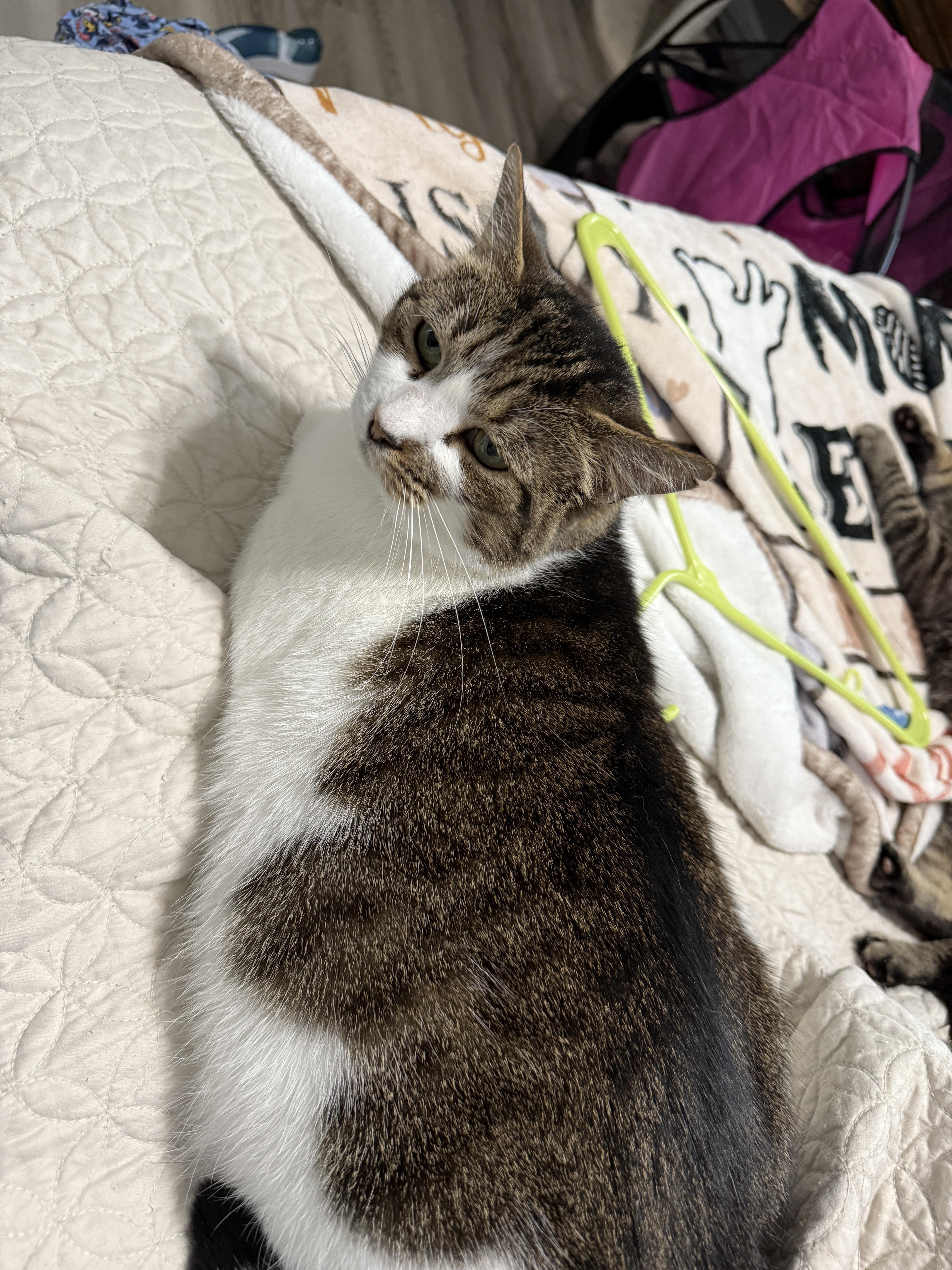 Sassy, a Adoptable Domestic Short Hair in Plymouth , NH image 4/6