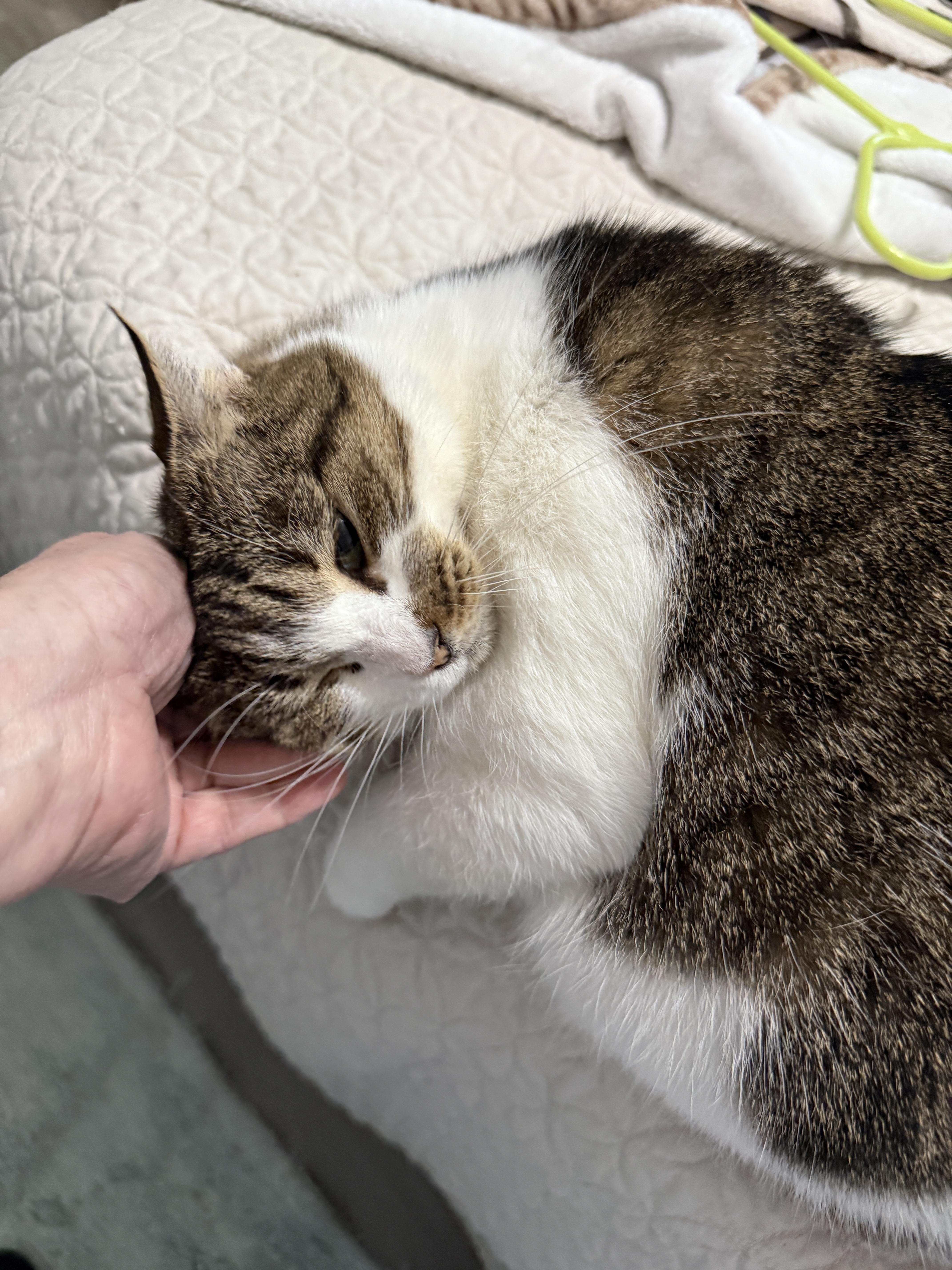 Sassy, a Adoptable Domestic Short Hair in Plymouth , NH image 5/6