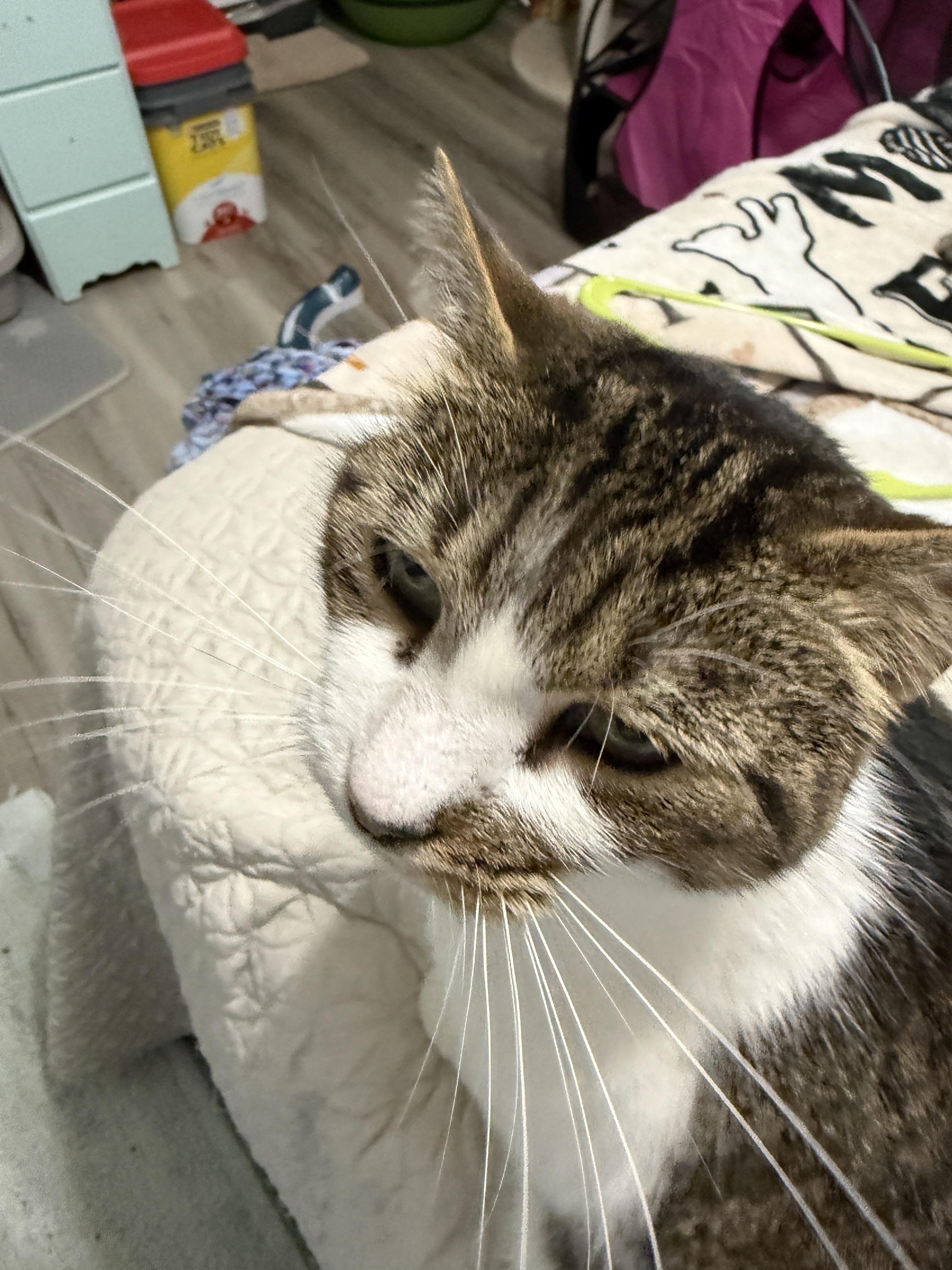 Sassy, a Adoptable Domestic Short Hair in Plymouth , NH image 6/6