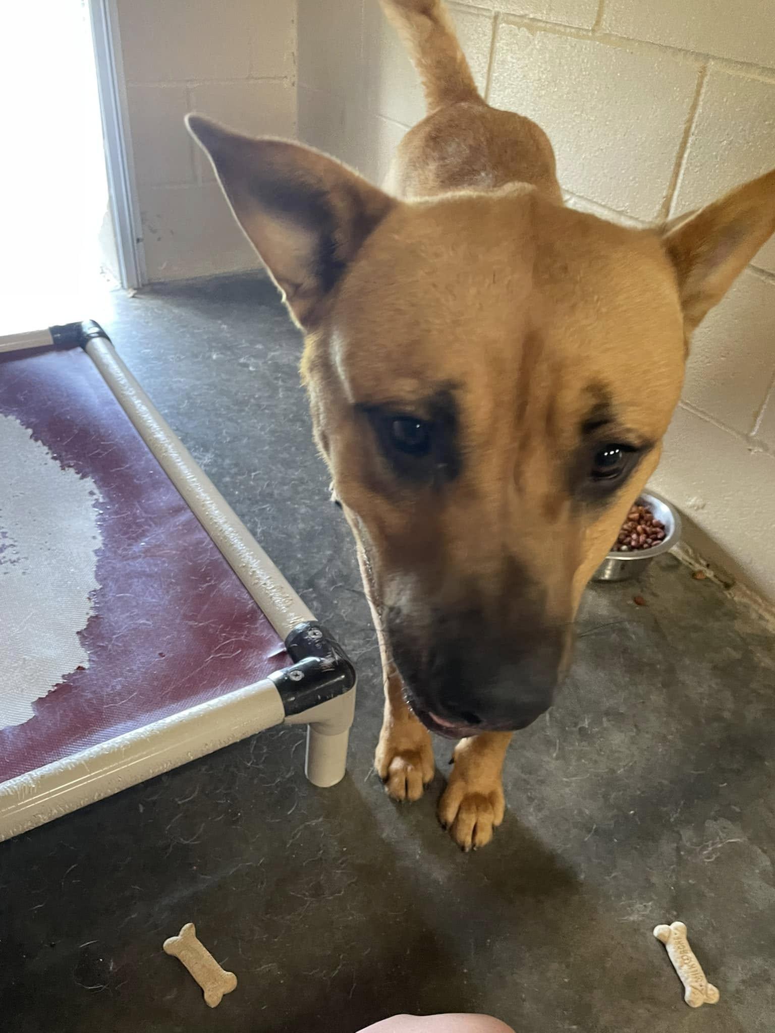 Enlarge Colt, a other mixed breed in Sulphur, KY image 3/6