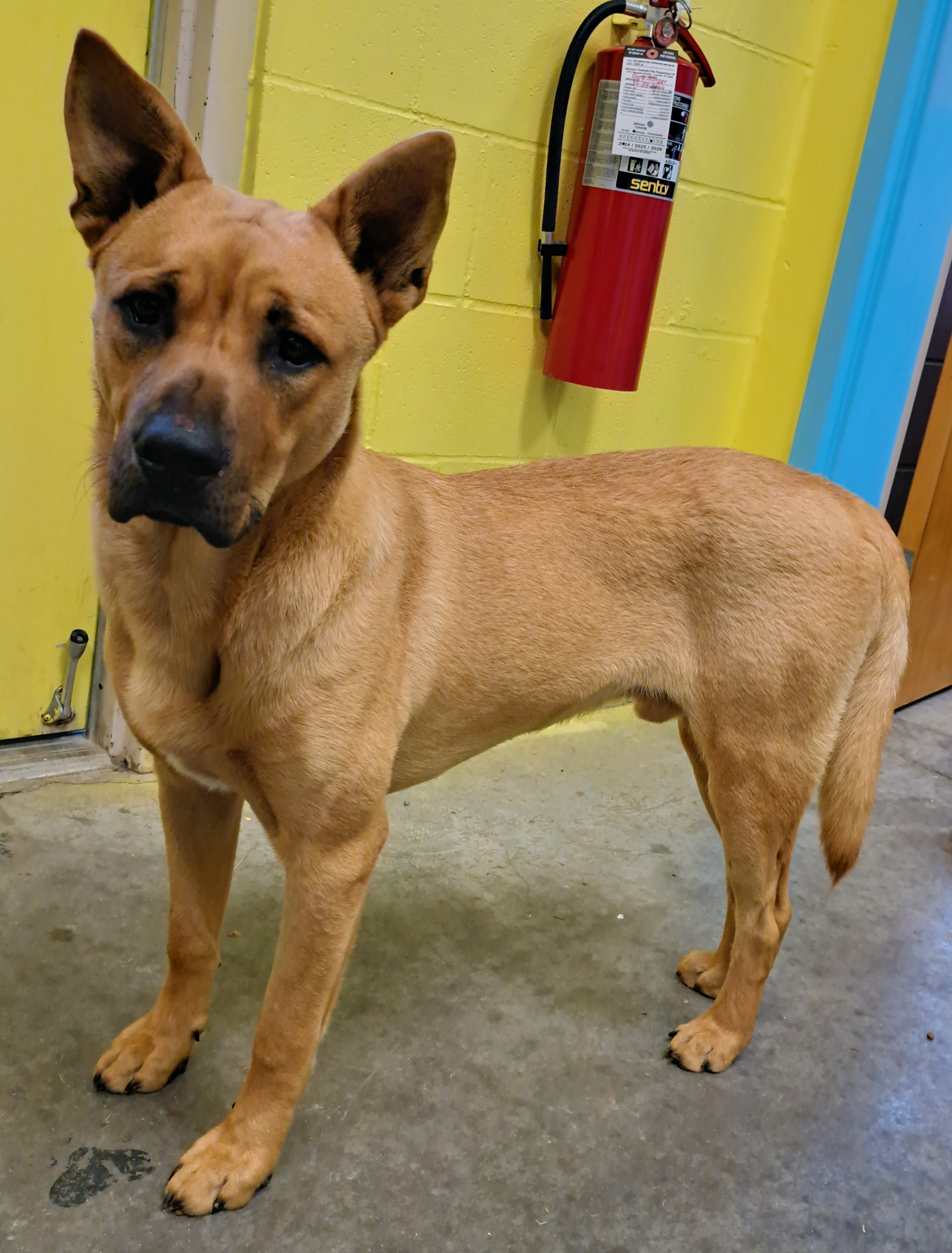 Enlarge Colt, a other mixed breed in Sulphur, KY image 5/6