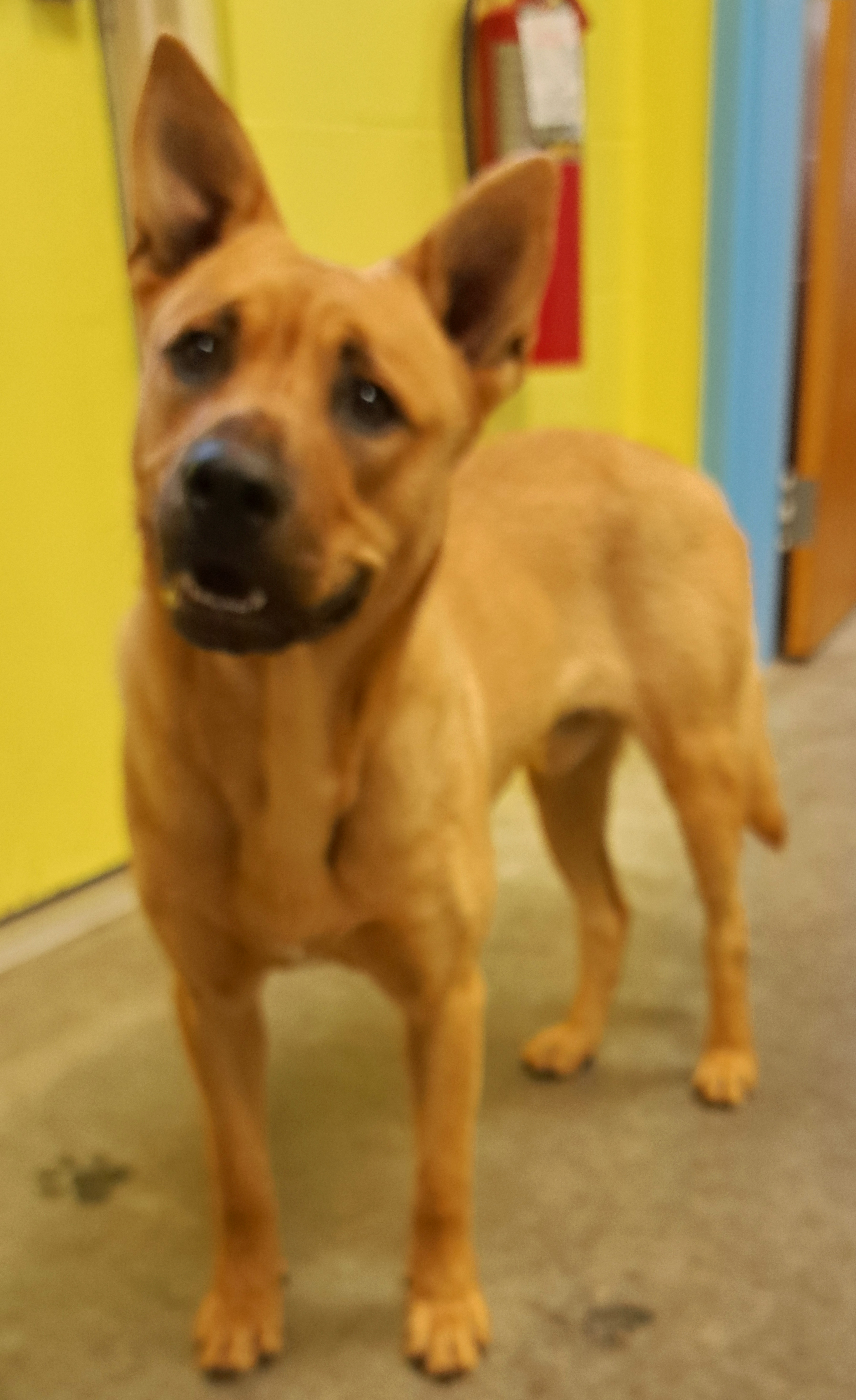 Enlarge Colt, a other mixed breed in Sulphur, KY image 6/6