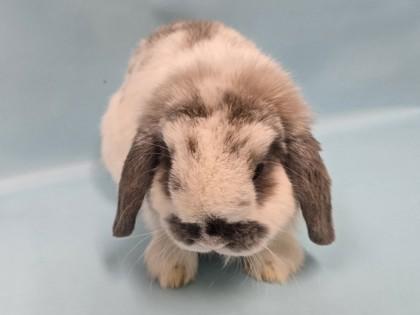 Mustache, Adoptable, Young Male Holland Lop.