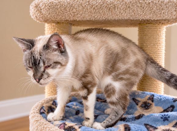 Enlarge SENSATIONAL SHANNON - SENIOR SIAMESE, a Adoptable Siamese in Danbury, CT image 2/4