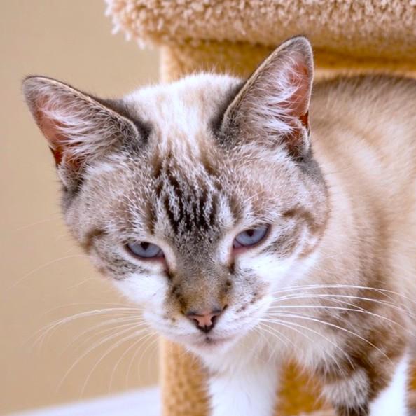 Enlarge SENSATIONAL SHANNON - SENIOR SIAMESE, a Adoptable Siamese in Danbury, CT image 1/4