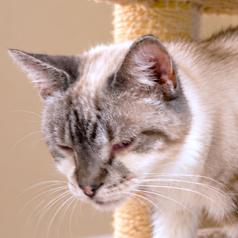 Enlarge SENSATIONAL SHANNON - SENIOR SIAMESE, a Adoptable Siamese in Danbury, CT image 3/4